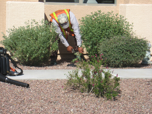 arizona-selective-pruning-services