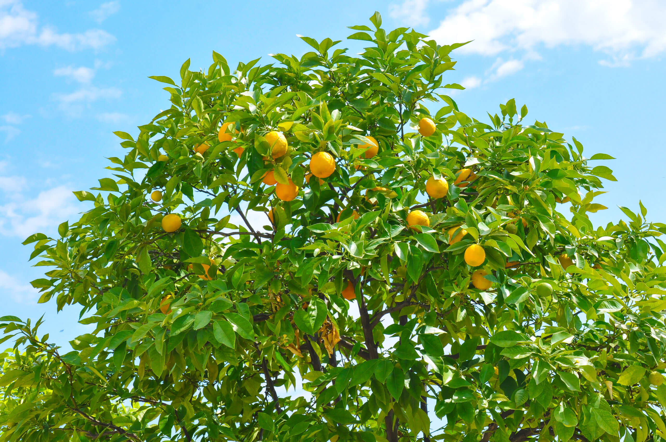 Lemon Tree at Versailles Palace, Paris