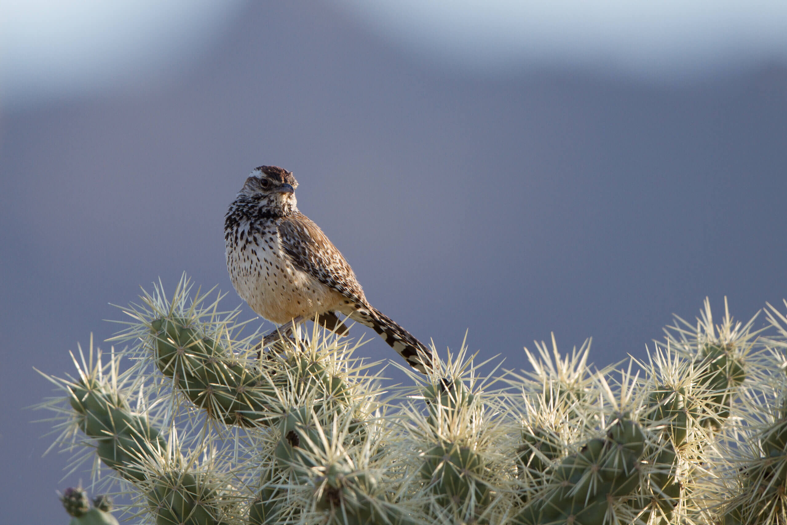 Cactus Wren on a Cholla cactus at dawn