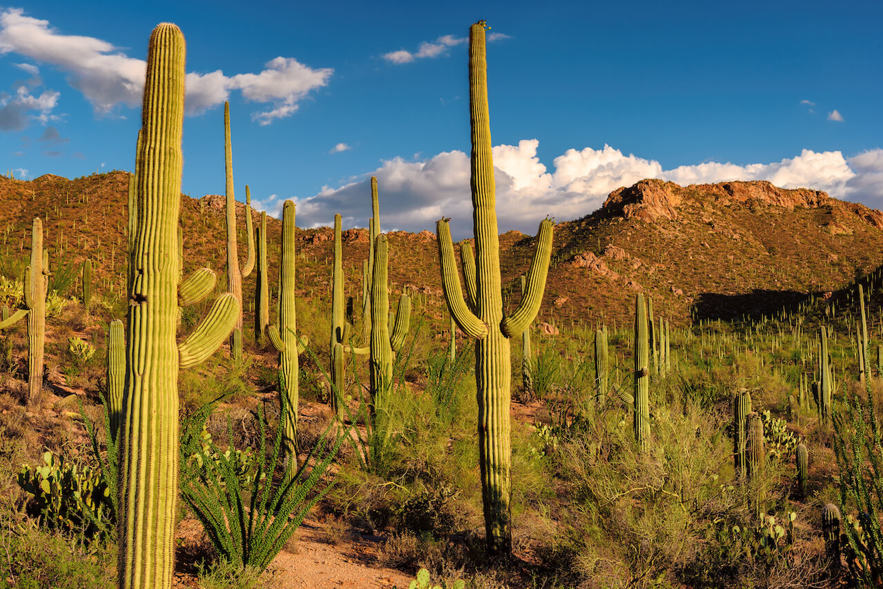 Sunset in the Desert with Saguaro Cacti