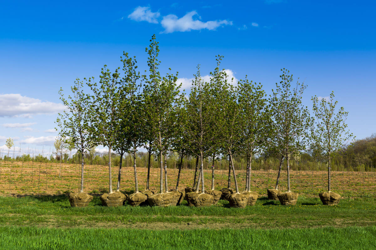 leaf trees nursery in spring
