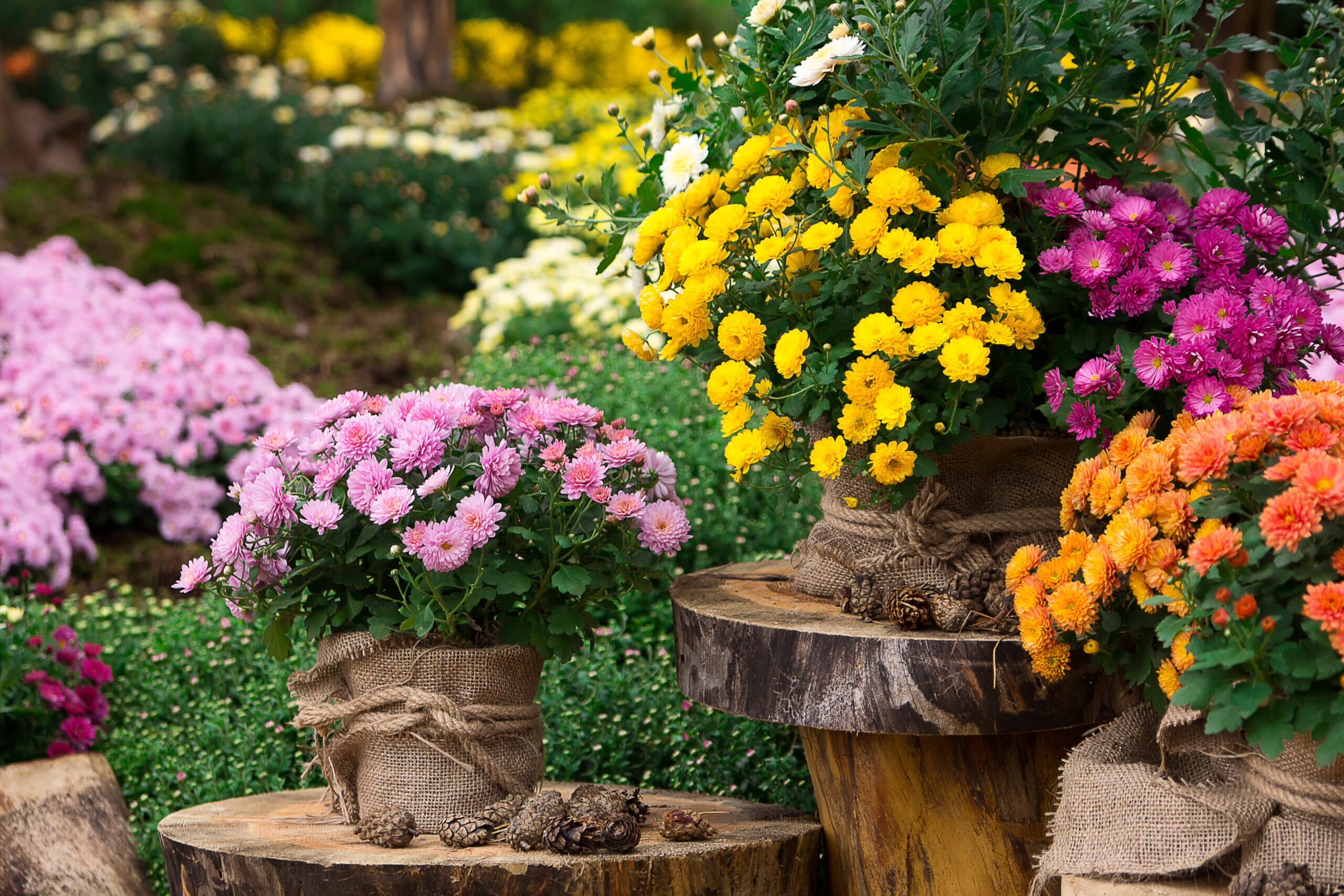 A bouquet of beautiful chrysanthemum flowers outdoors. Chrysanthemums in the garden.