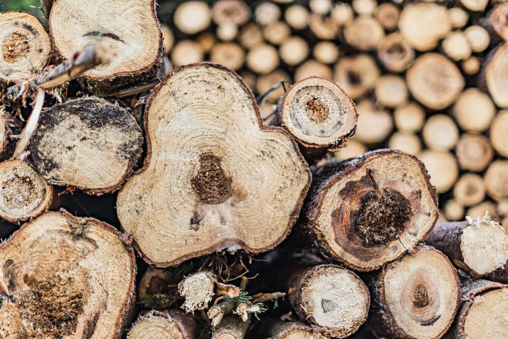 Trees, felled, diseased wood. Cut down diseased oak trees in the forest