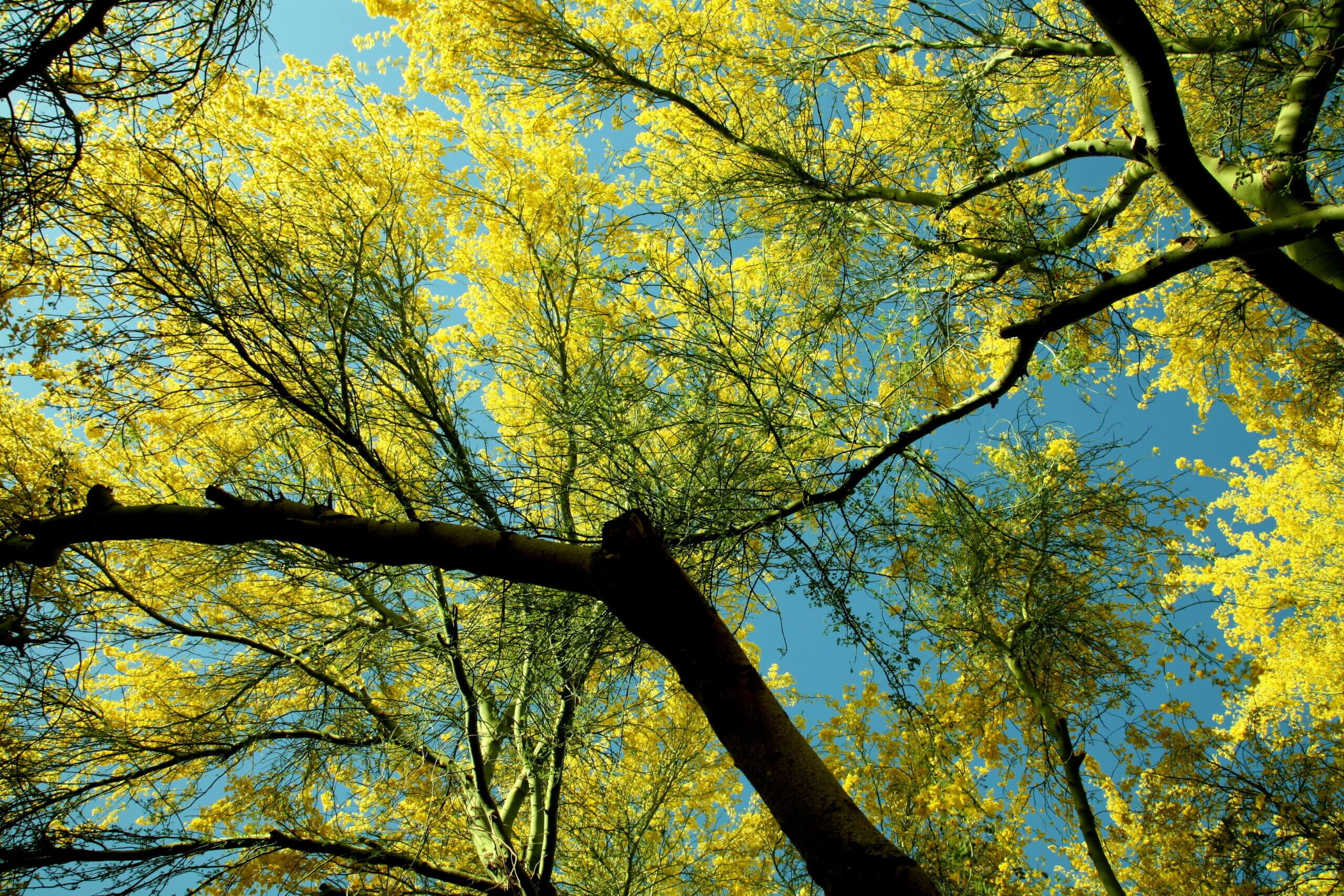 Paloverde tree in bloom useful for background