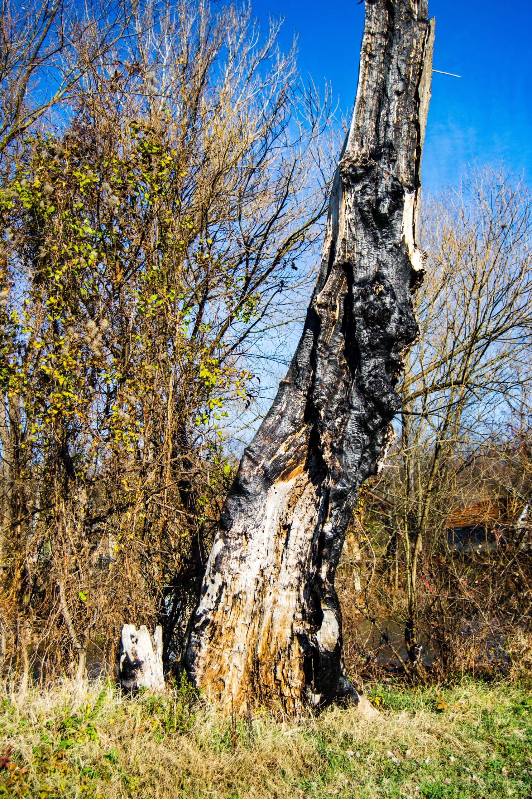 An old tree strucked by lightning