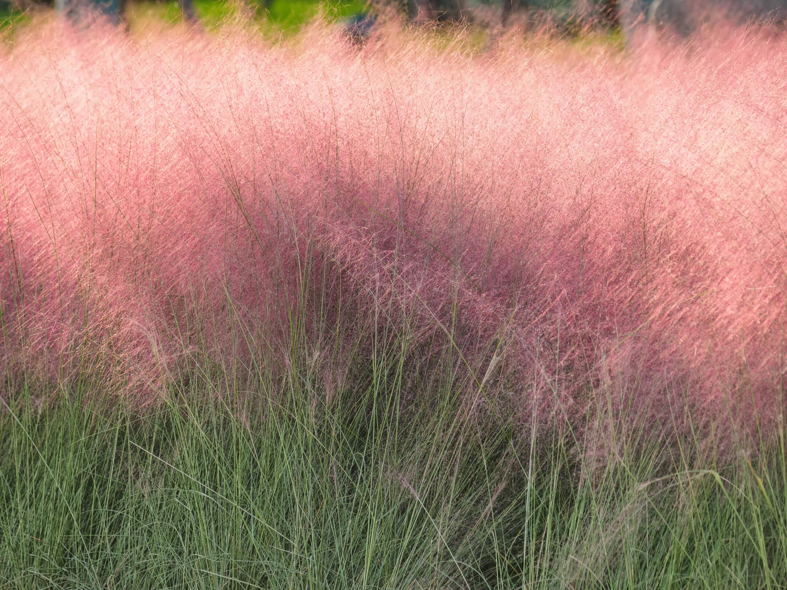 Pink hairawn muhly, Muhlenbergia capillaris, perennial tufted ornamental grass with narrow long leaves and small red to pink flowers with awns on elongate panicle with filiform spreading branches.