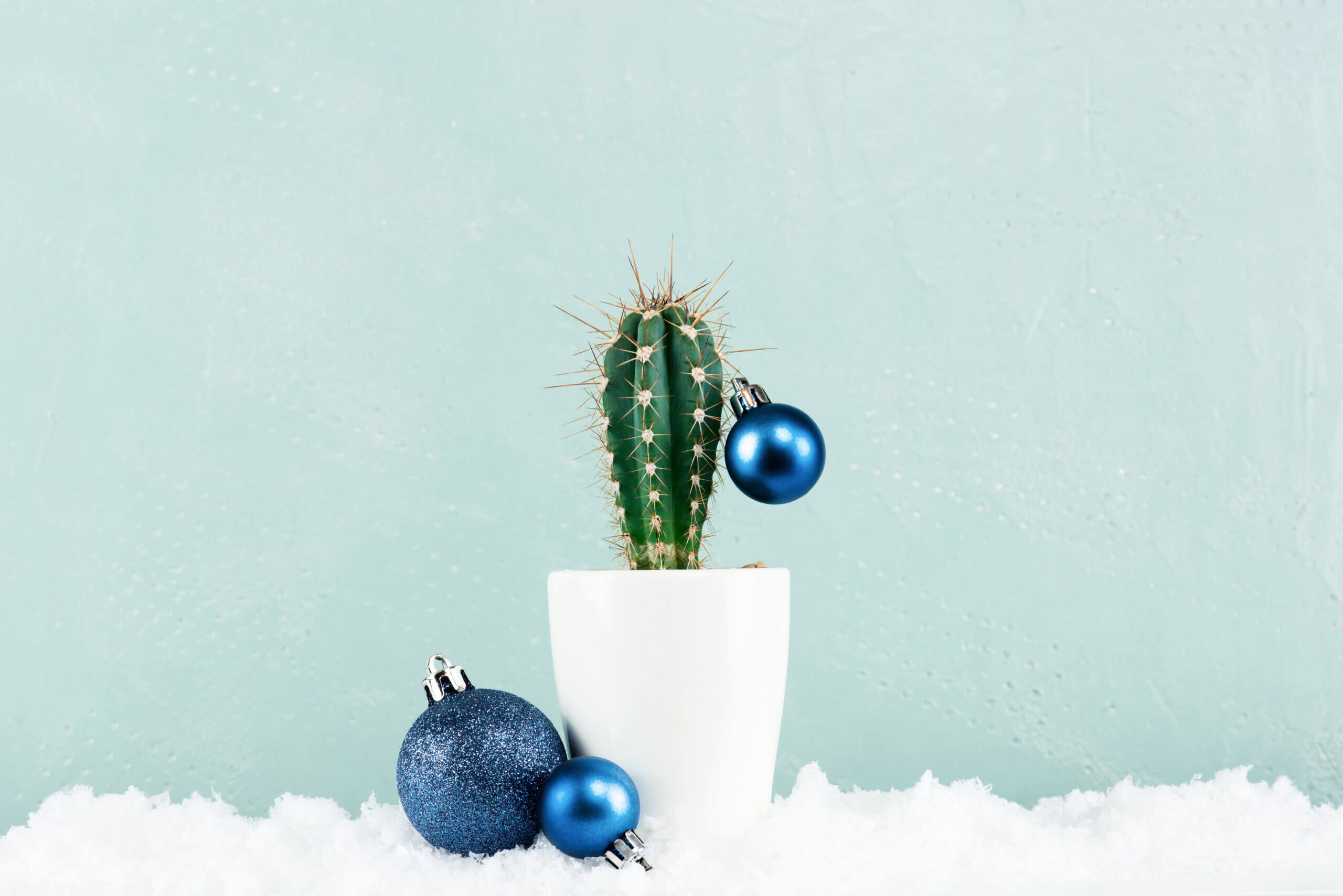 Funny Cristmas cactus decorated with blue Christmas balls with snow on the pastel blue background