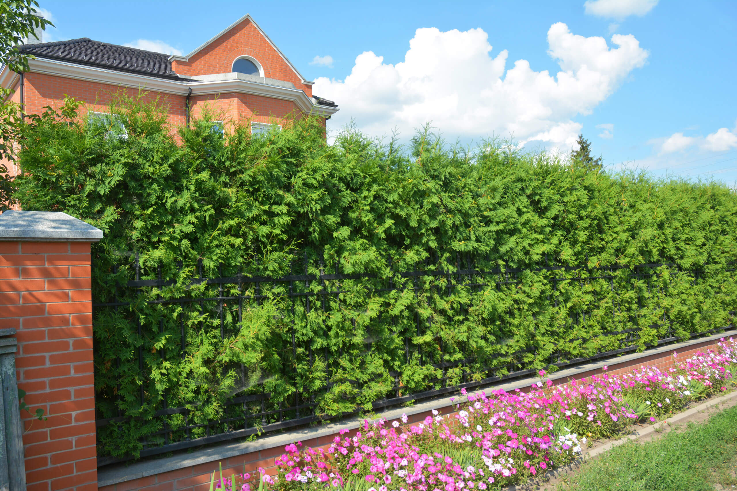 Green fence with trimmed green thuja and welded wire fencing. Green hedge fencing.