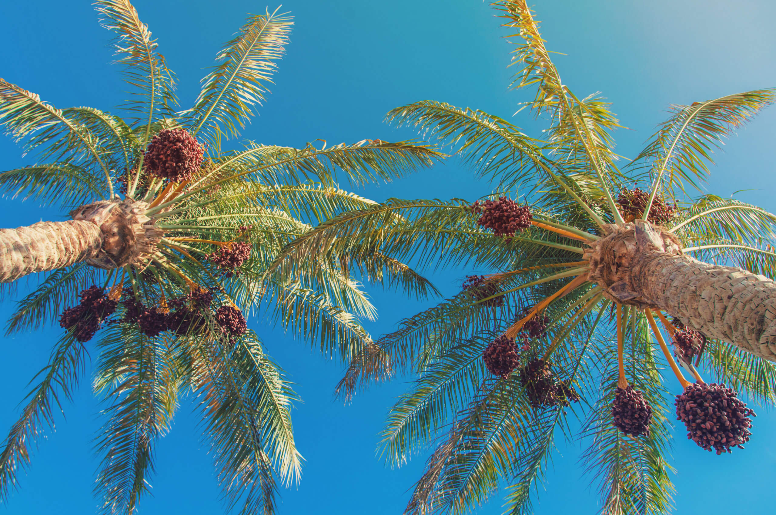 date palm trees against the sky. Selective focus. nature.