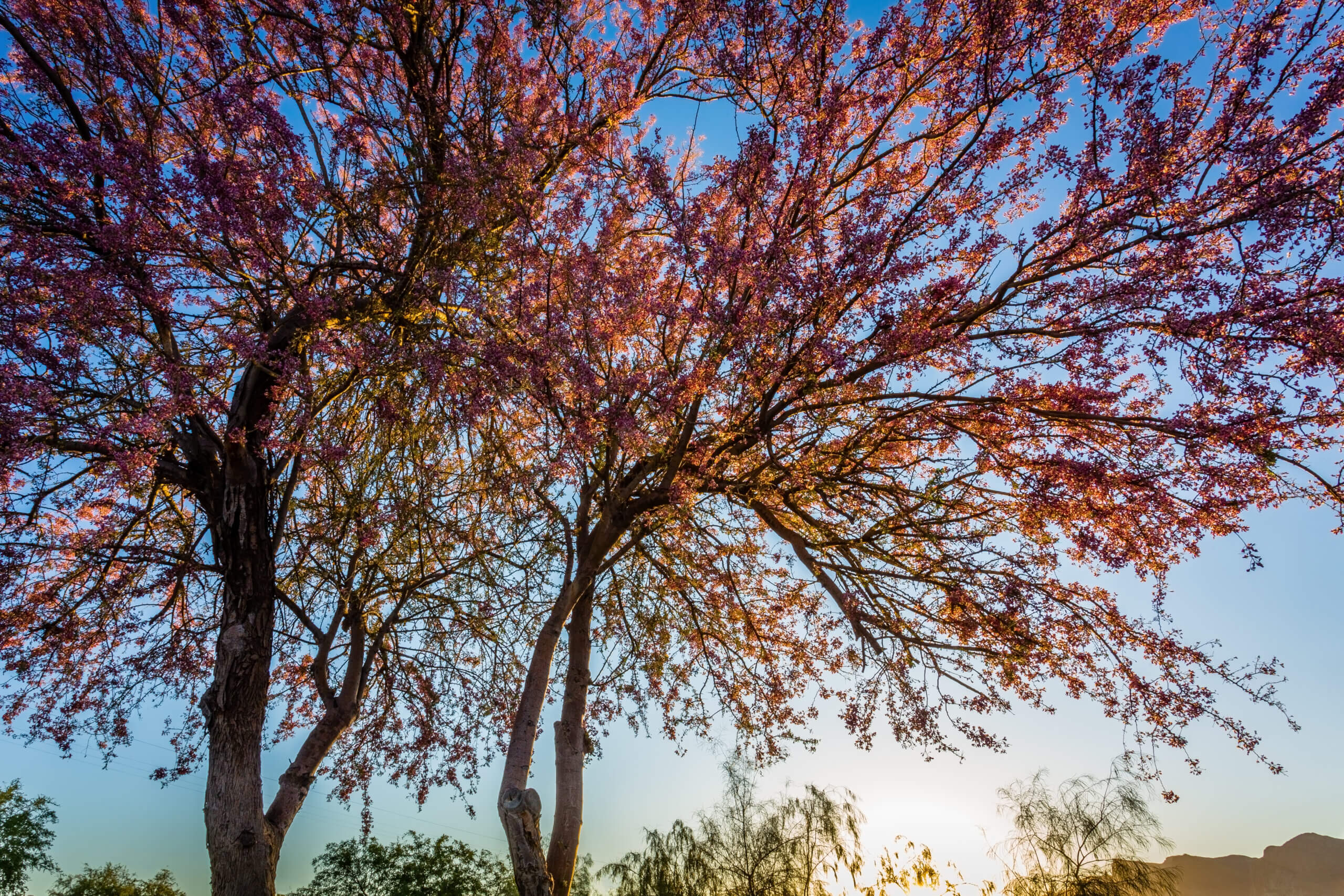 First rays of sunshine filter through the canopy of an Ironwood tree in Bloom.