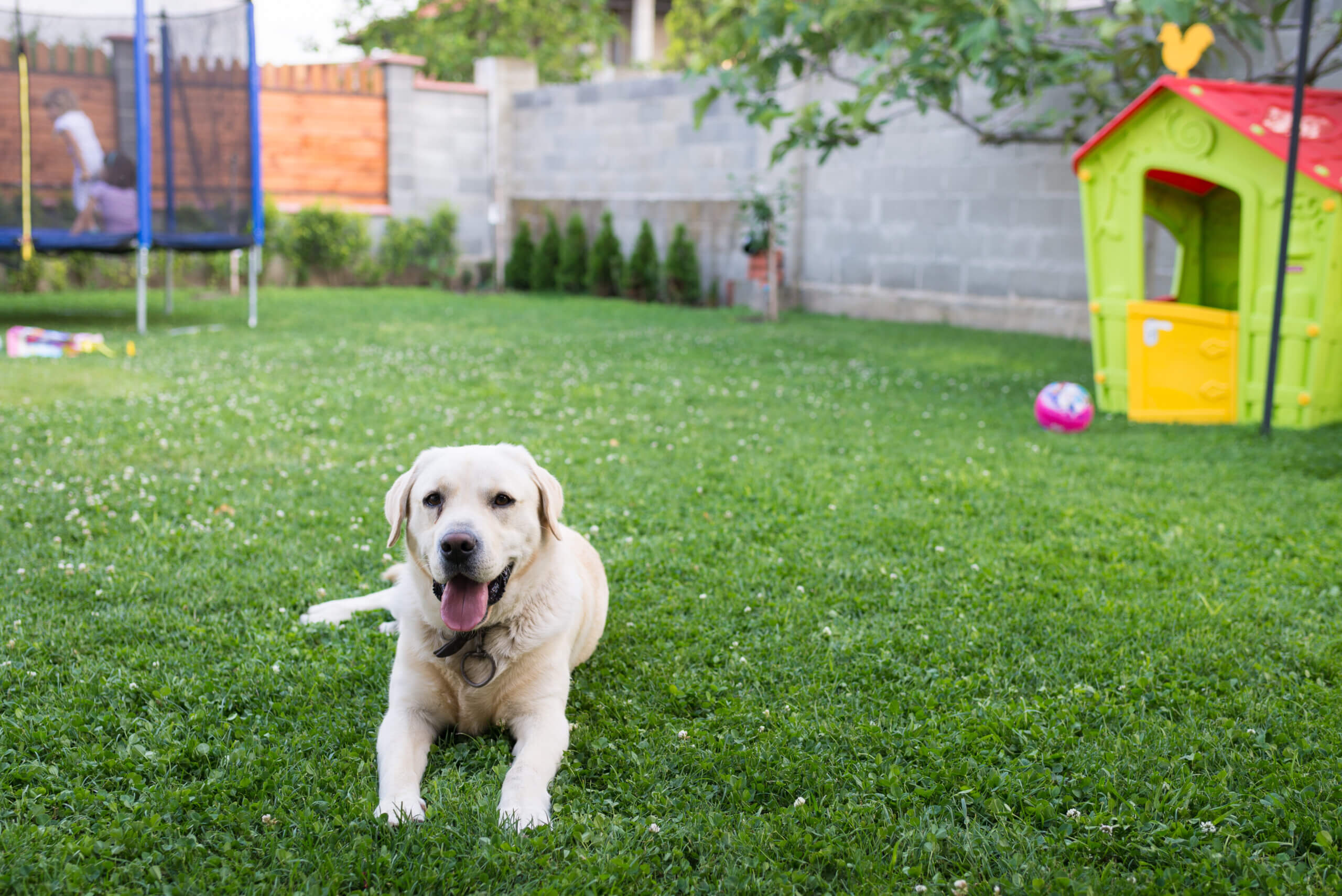 Lovely dog in the backyard near playing children