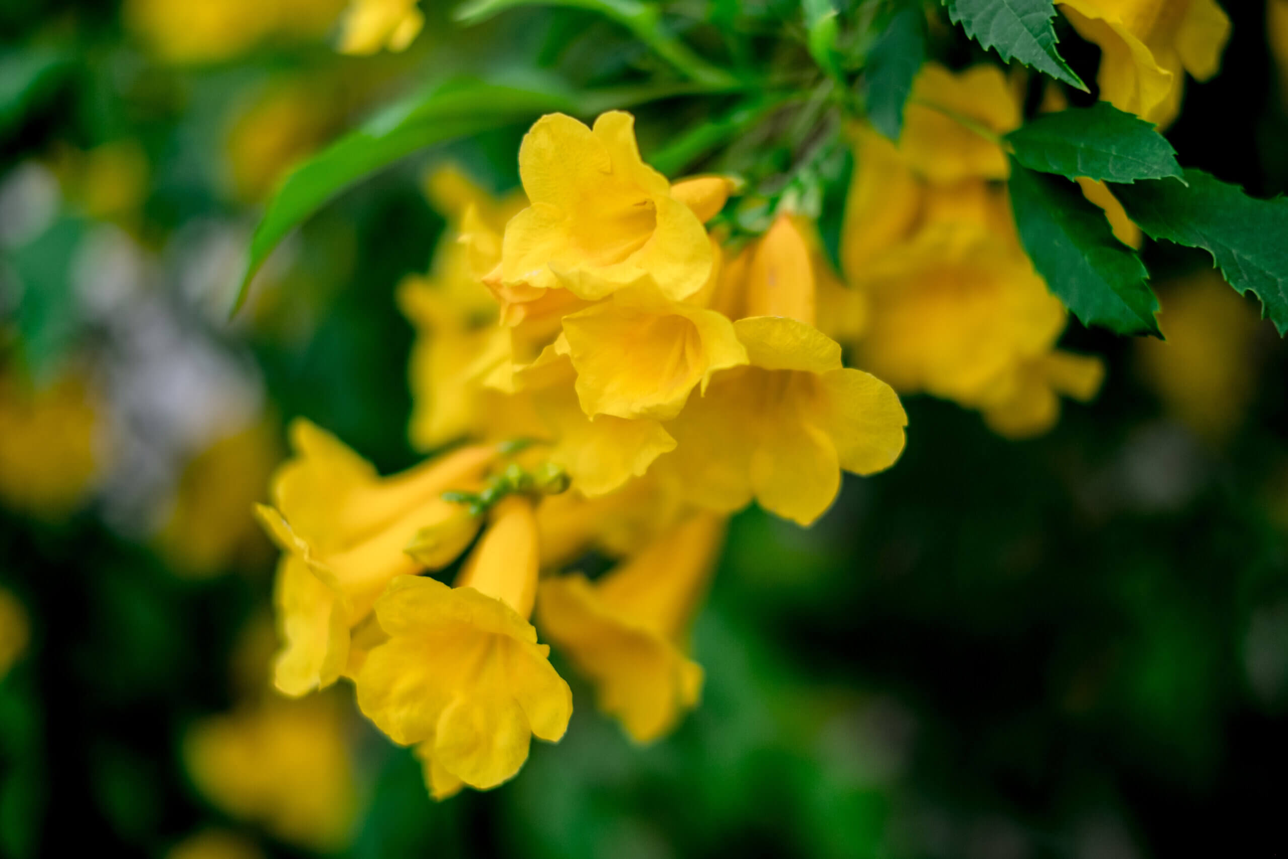 Closeup yellow bell or yellow elder a flower with a scientific name Tecoma stans (L.) Kunth. Beautiful natural background.