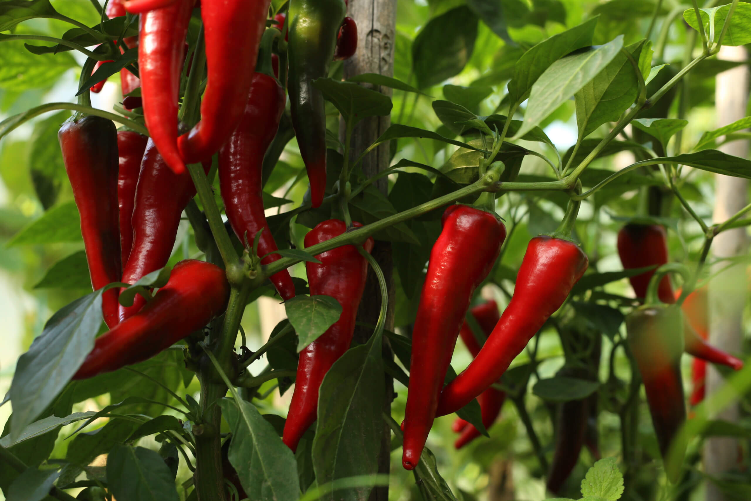 Chili peppers in the greenhouse. Homegrown organic food, chili peppers ripening in garden.