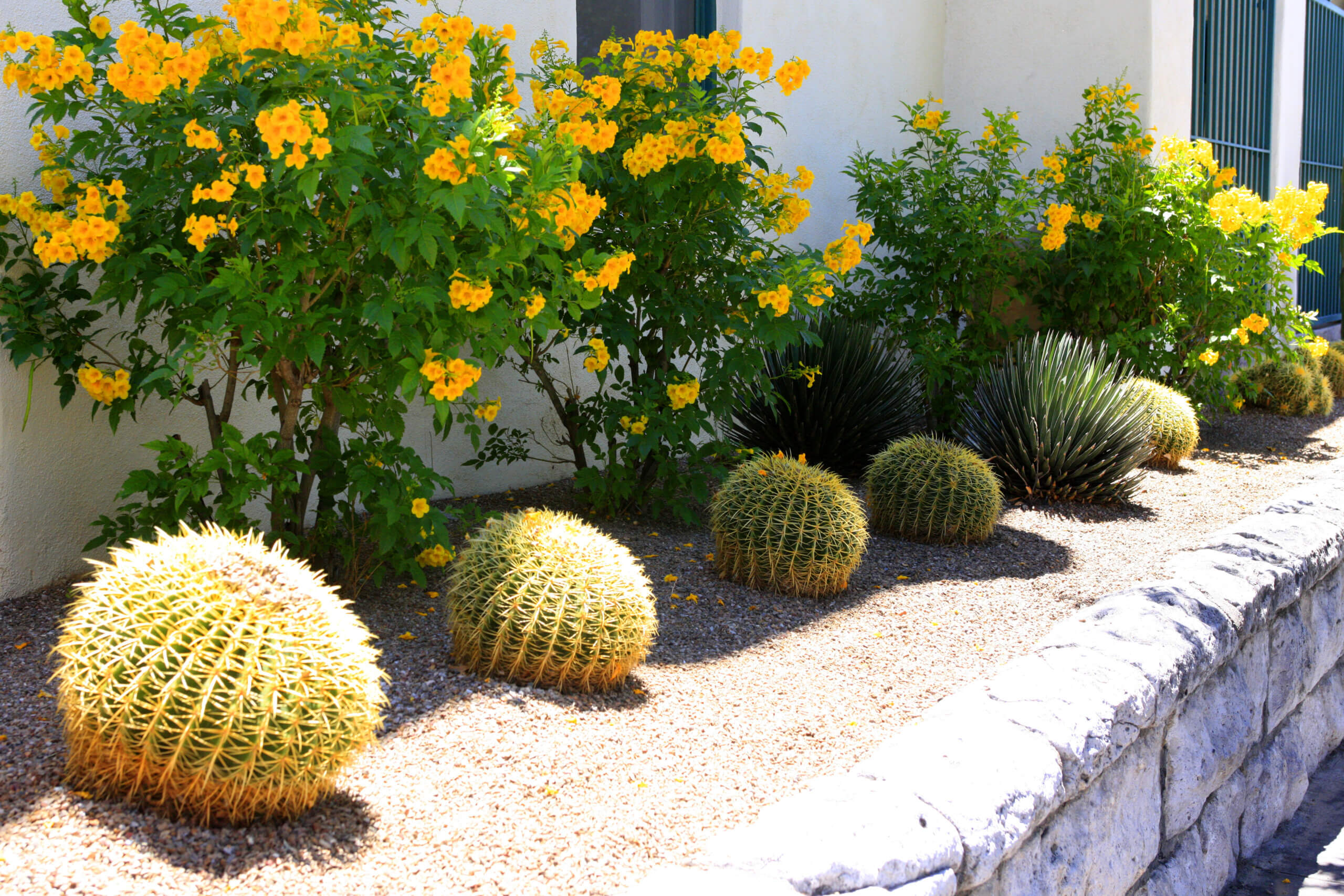 Barrel Cacti and other strubs along the outside wall of the Pueblo Hotel in downtown Tucson AZ