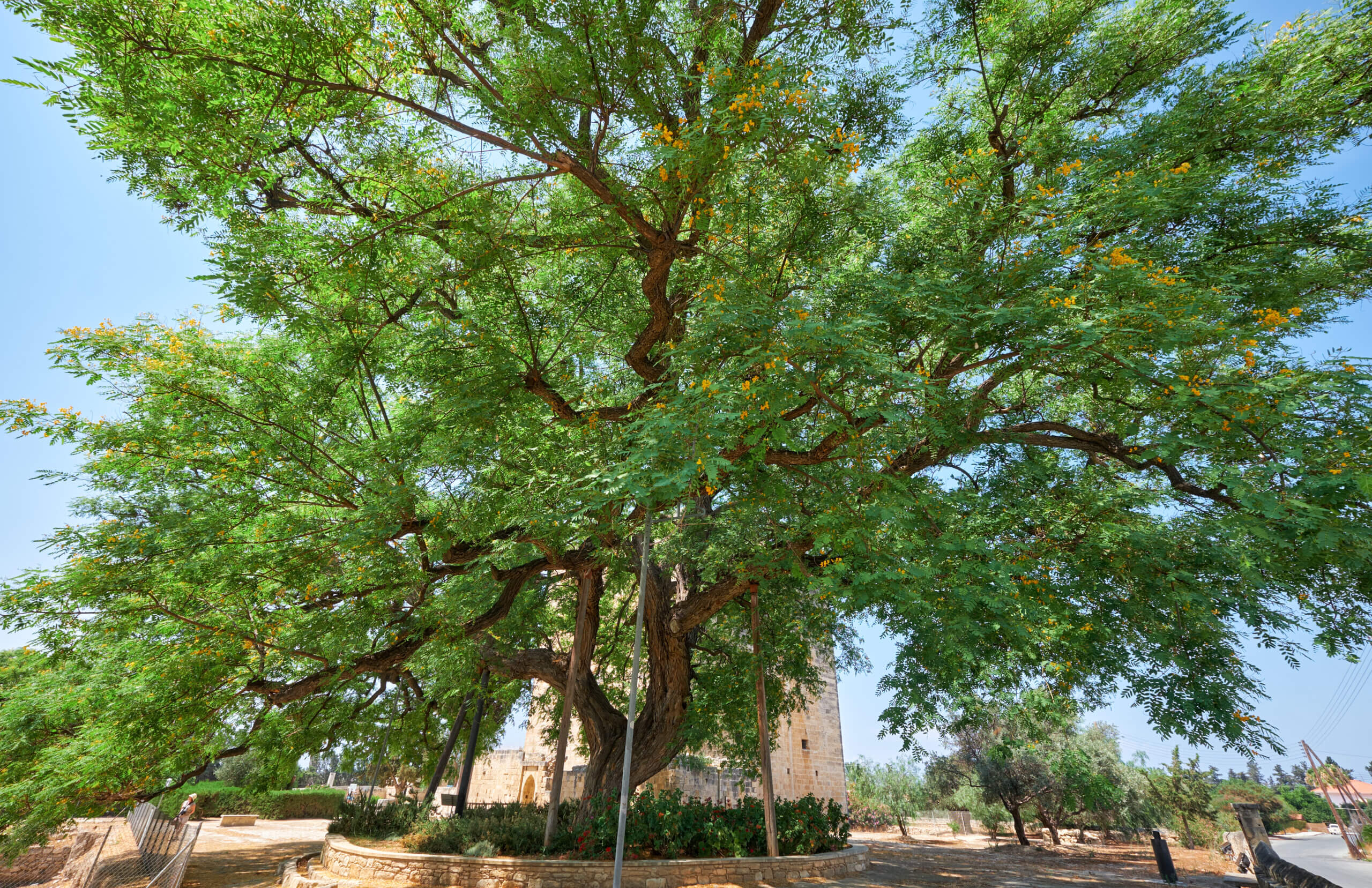 The huge old rosewood Tipuana tipu tree growing by the Kolossi castle.  Kolossi. Limassol District. Cyprus