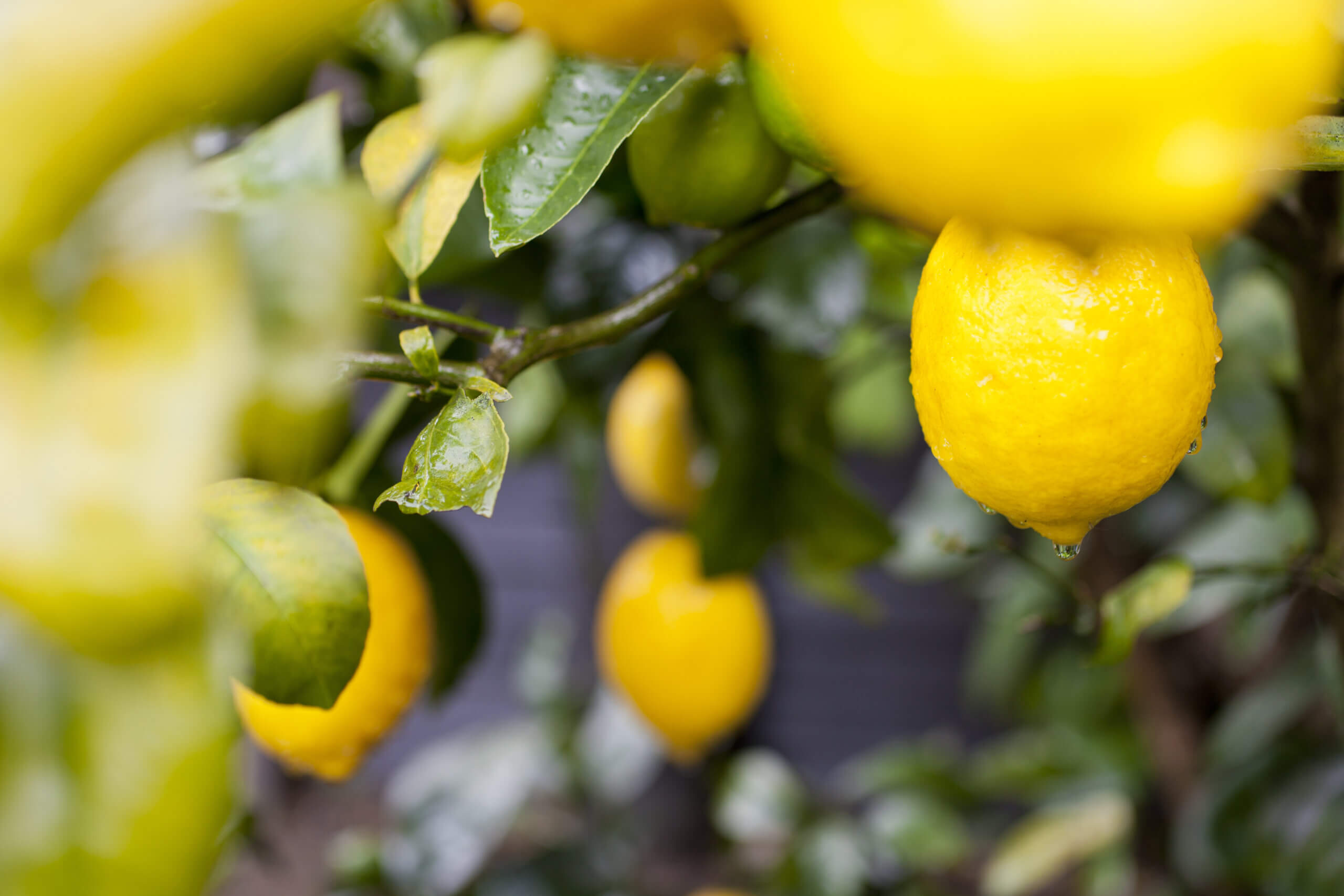 Bright yellow lemons on an organic lemon Meyer tree