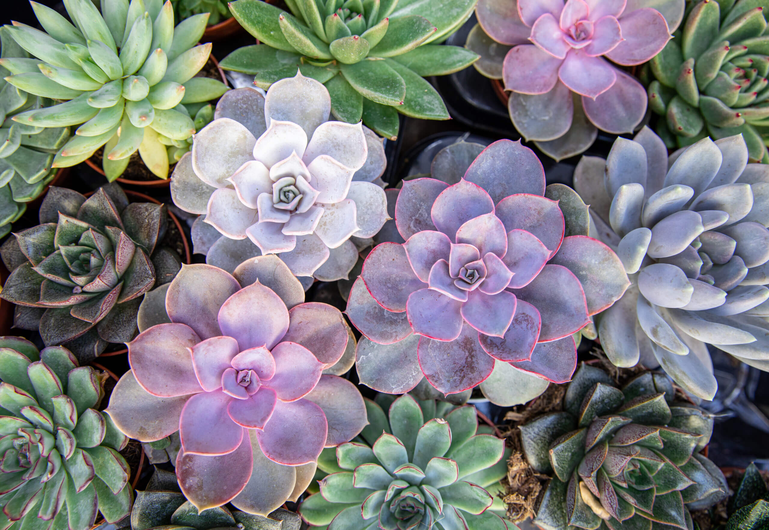 Collection of small decorative succulents in pots. Horizontal. Top view.