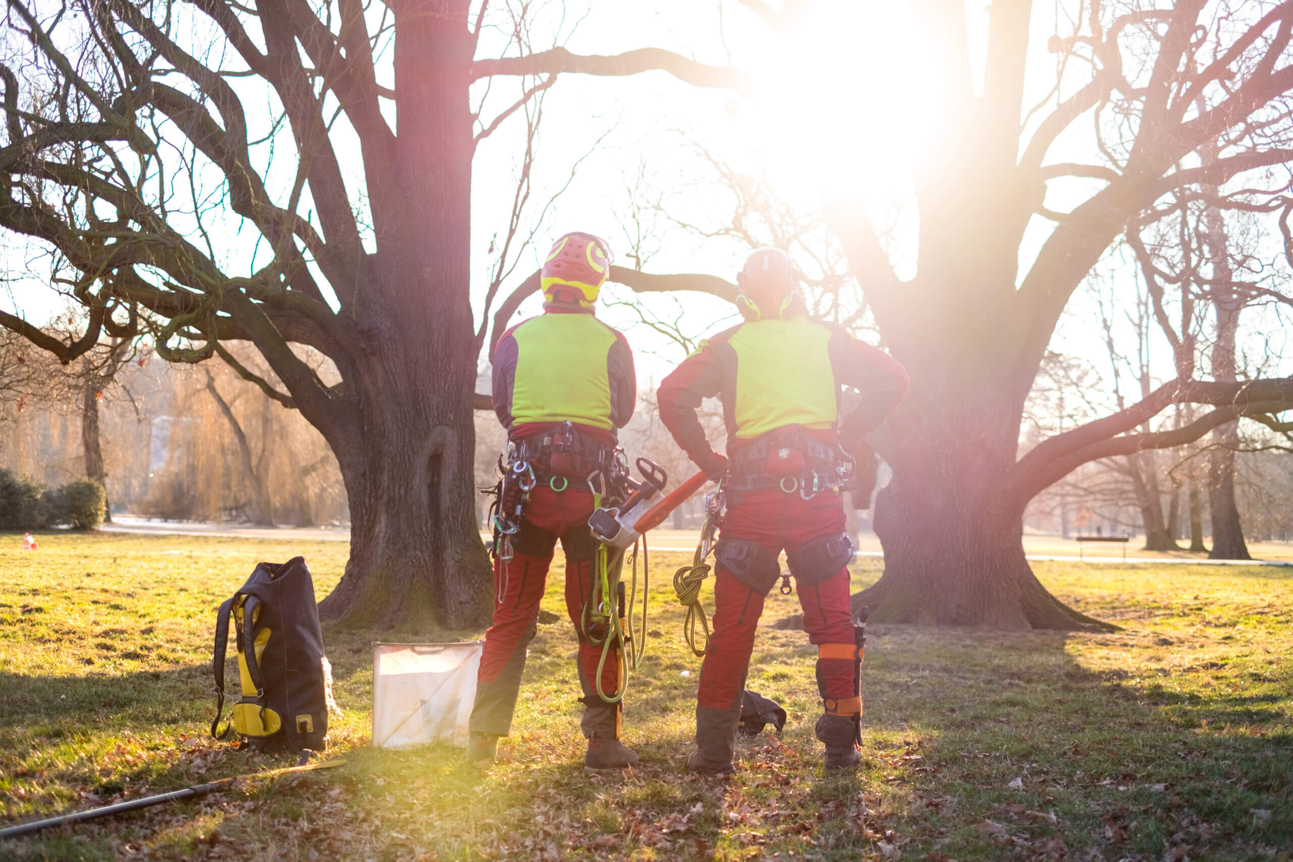Two arborist men standing against two big trees.  The worker with helmet working at height on the trees. Lumberjack working with chainsaw during a nice sunny day. Tree and nature