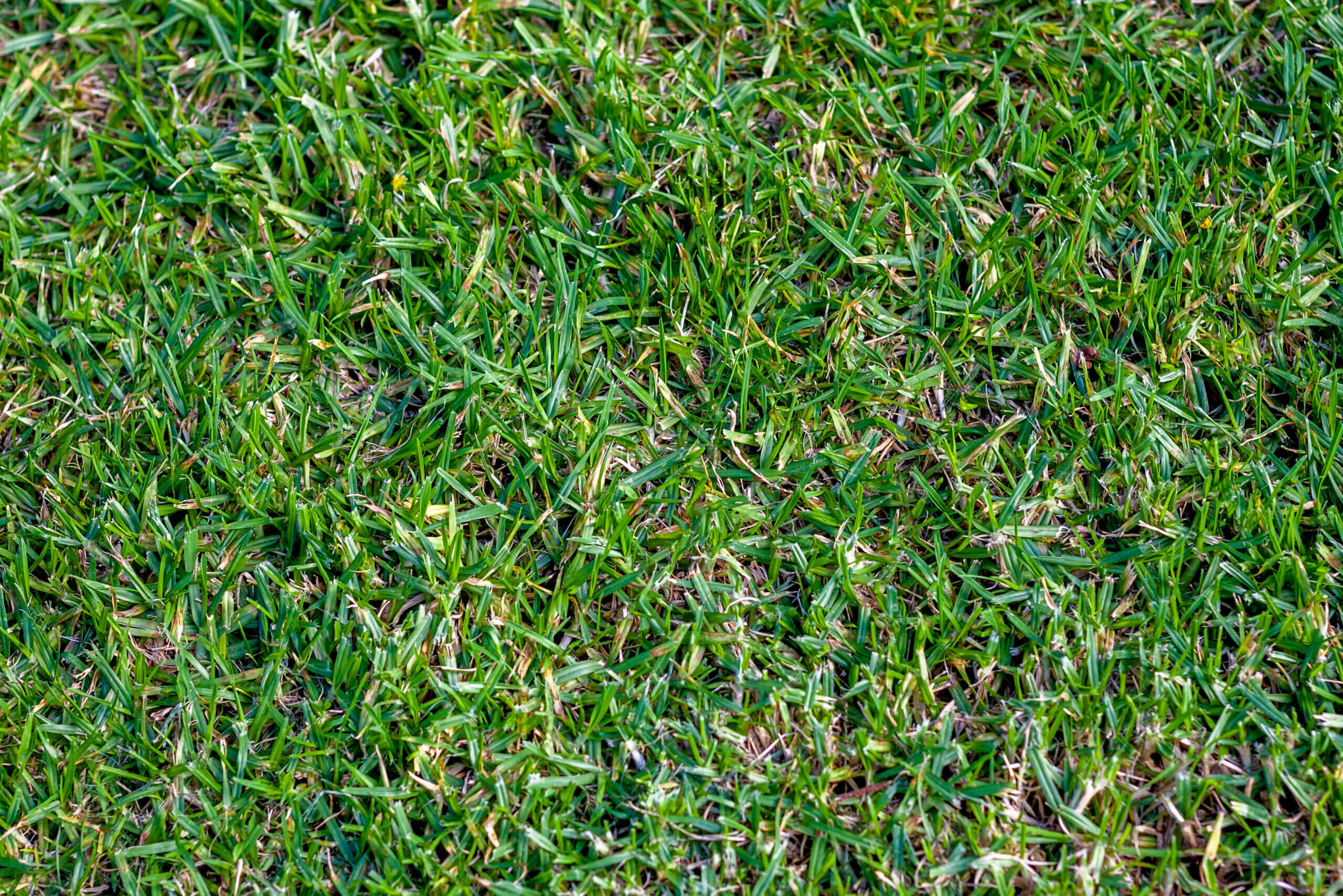 Green Buffalo Grass