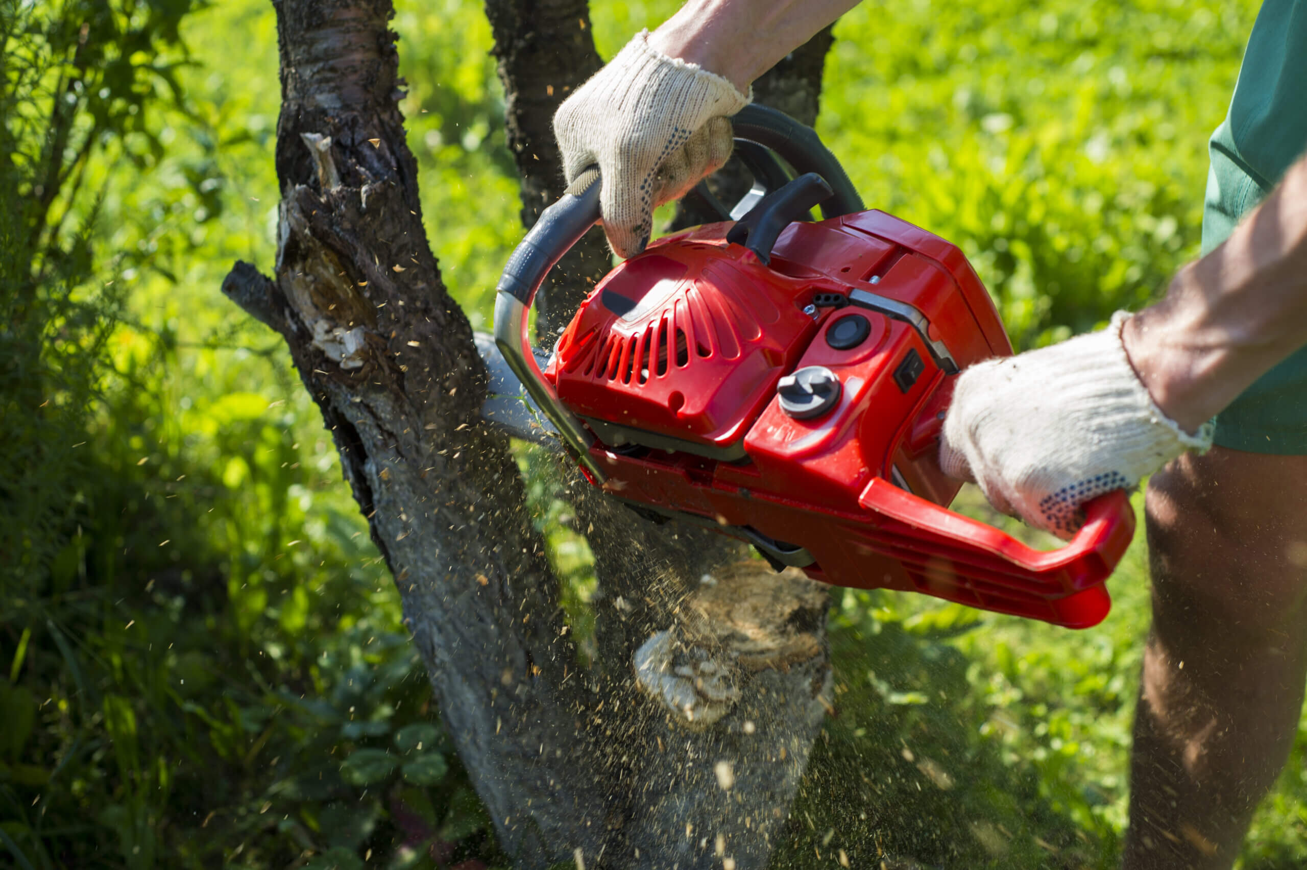 A man with a chainsaw is sawing a tree on a plot (cherry)