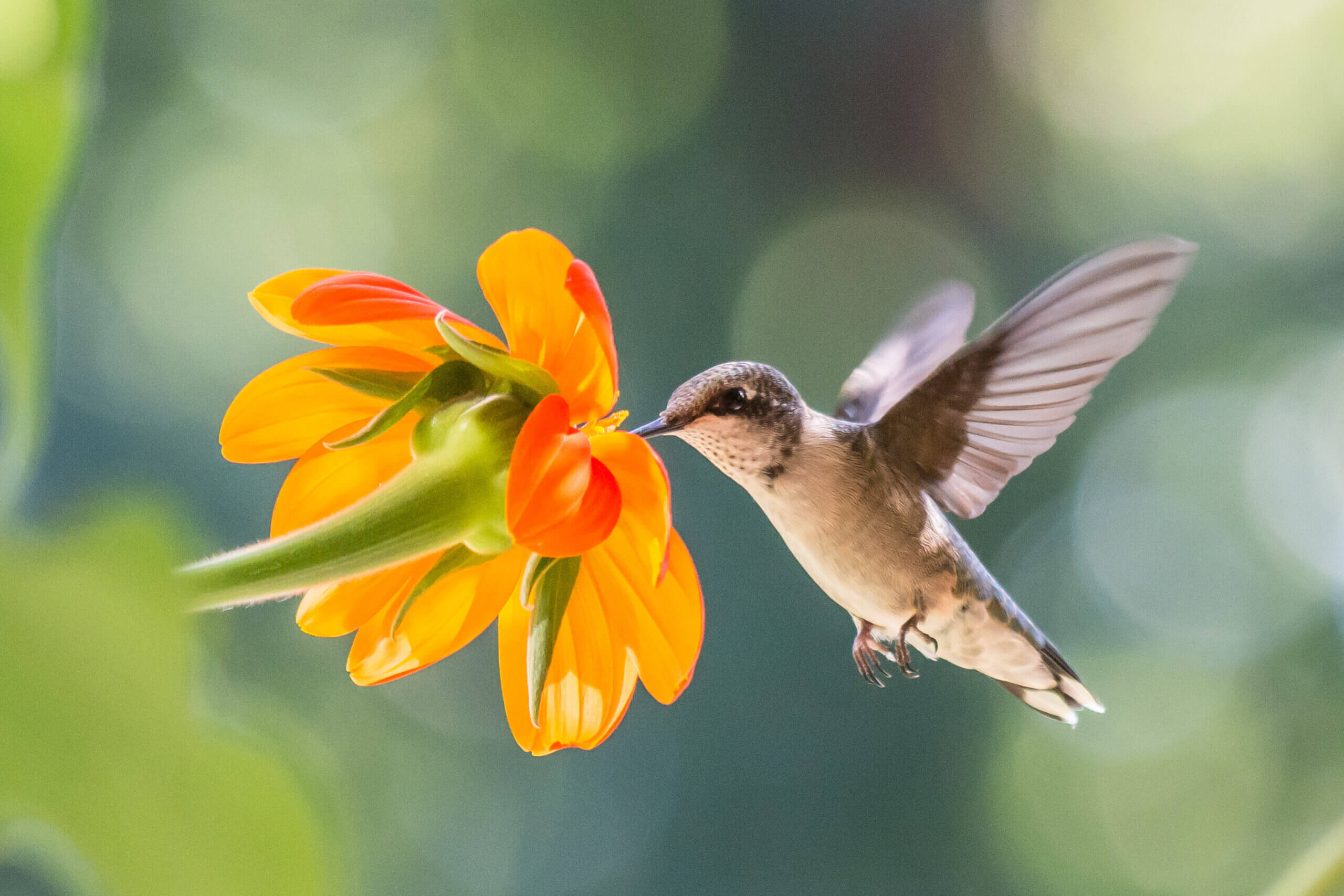 Ruby throated Hummingbird