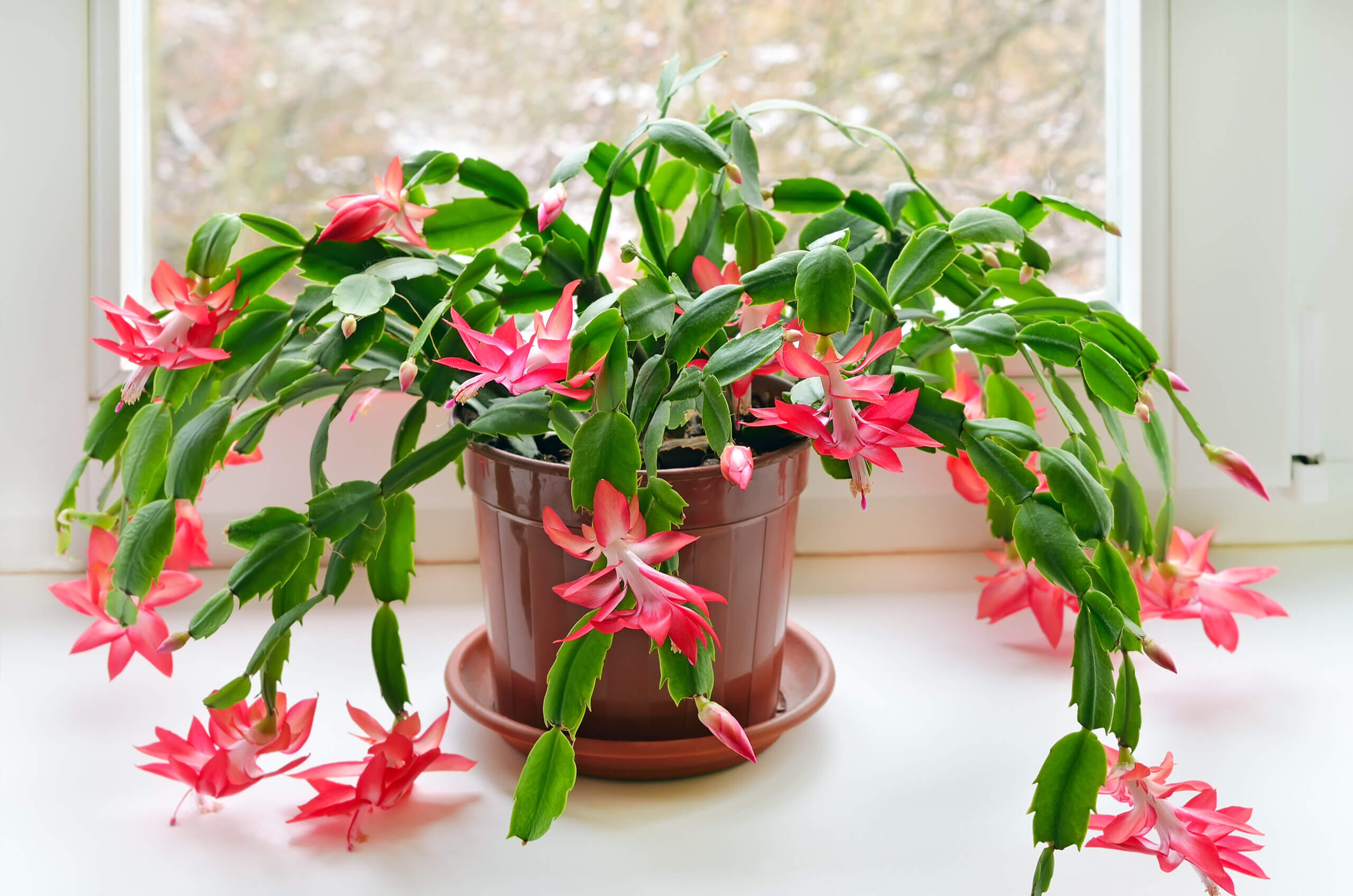Christmas cactus (Schlumbergera) in pot on the window