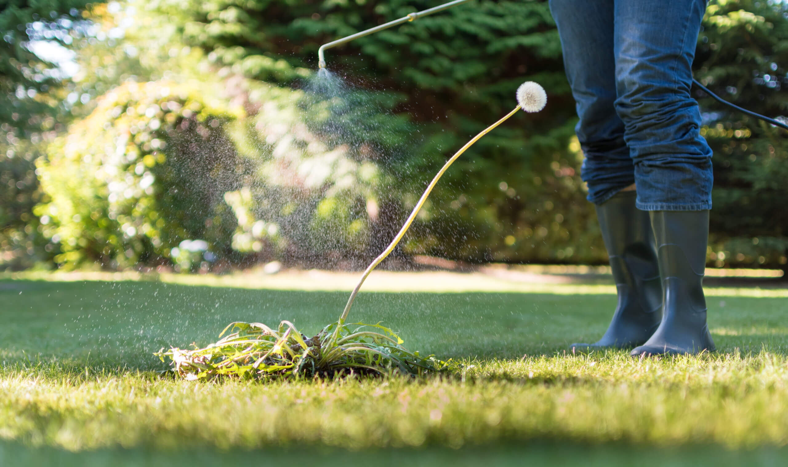 Spraying weeds in the garden
