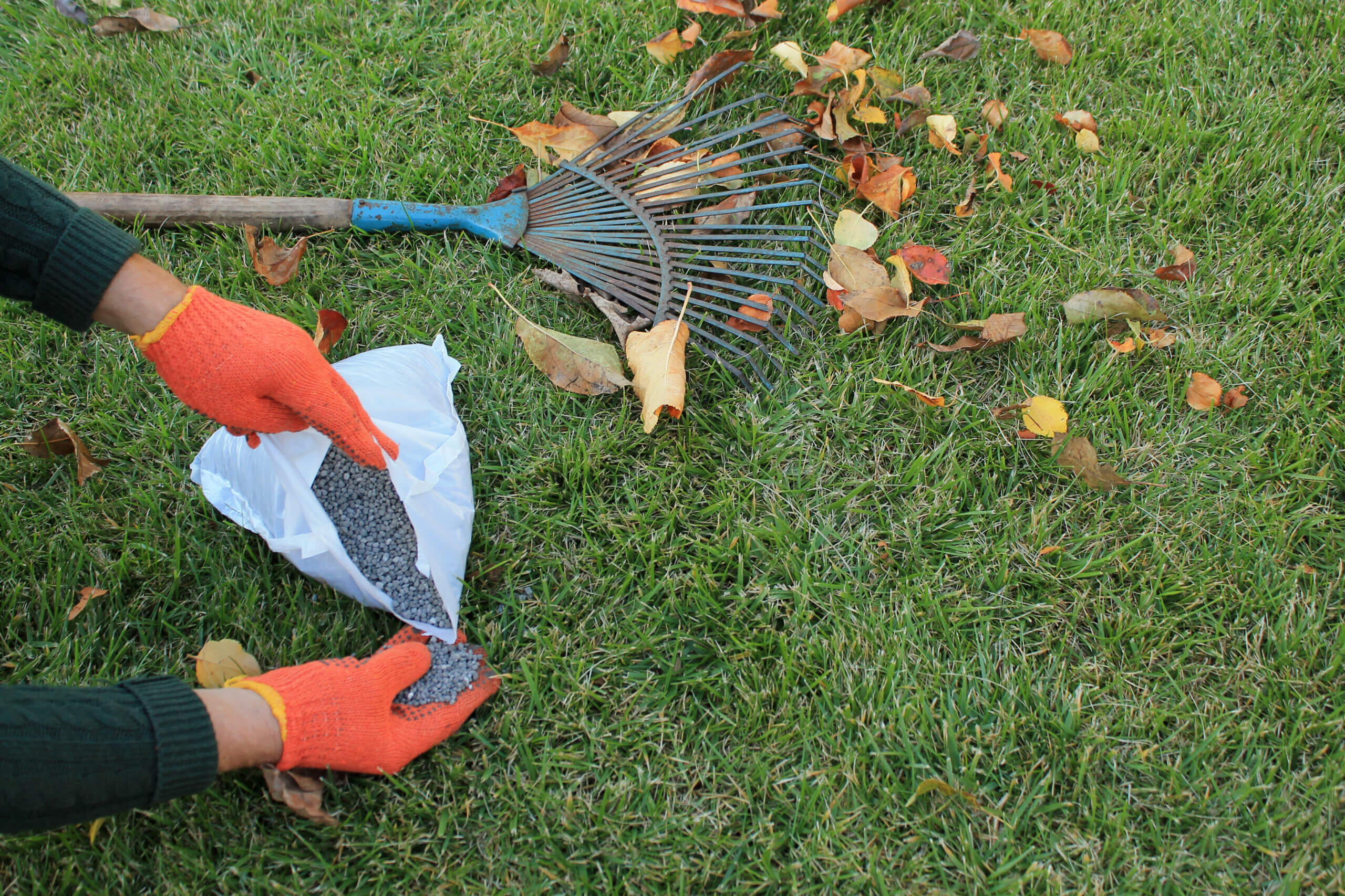 The gardener holds a granular fertilizer in his hands next to a fan rake and autumn leaves against a lawn background. The concept of autumn care and fertilizer lawn. Copy space.