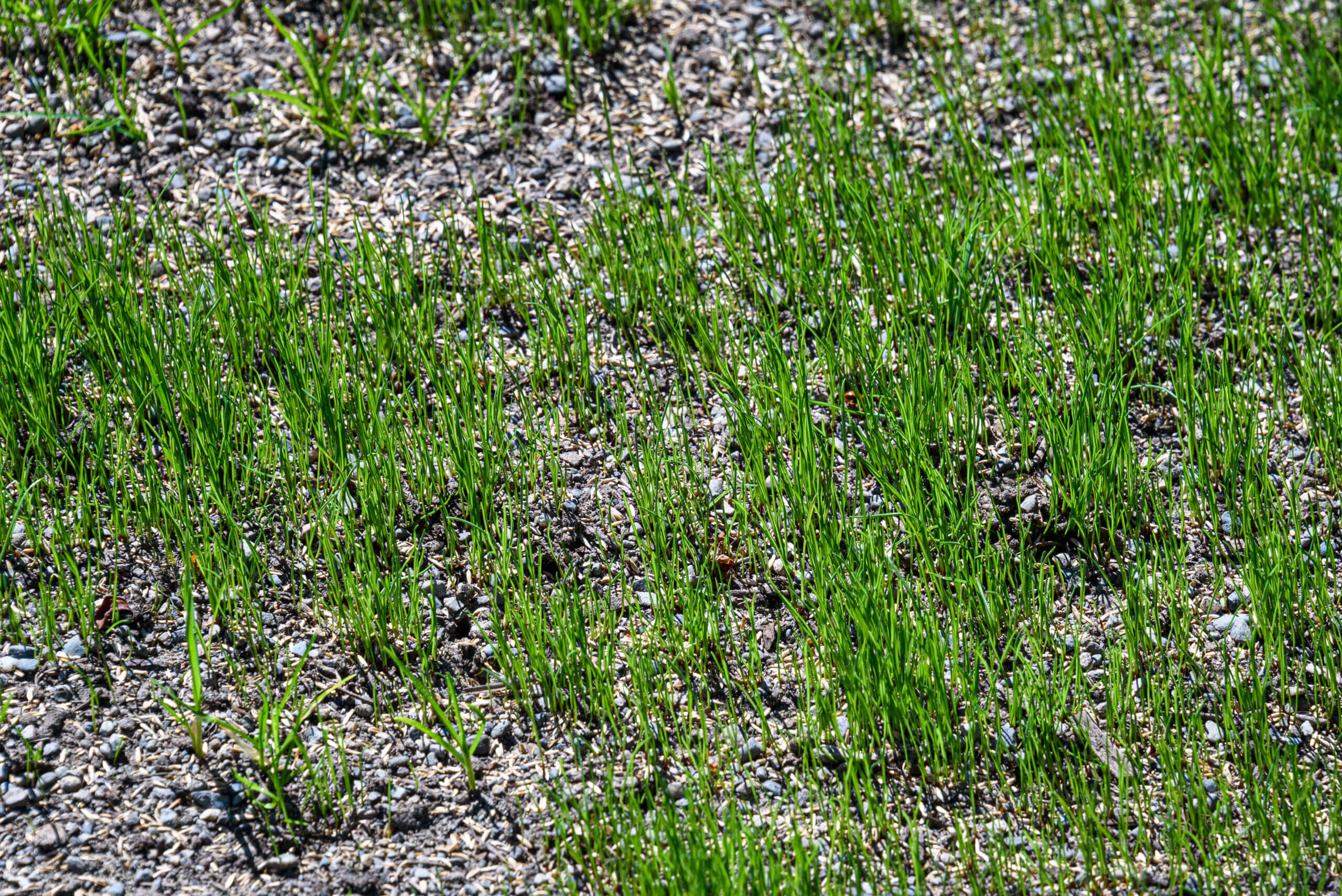 Close up of reseeded lawn to repair it, with new grass growing, seed and pebble mixture