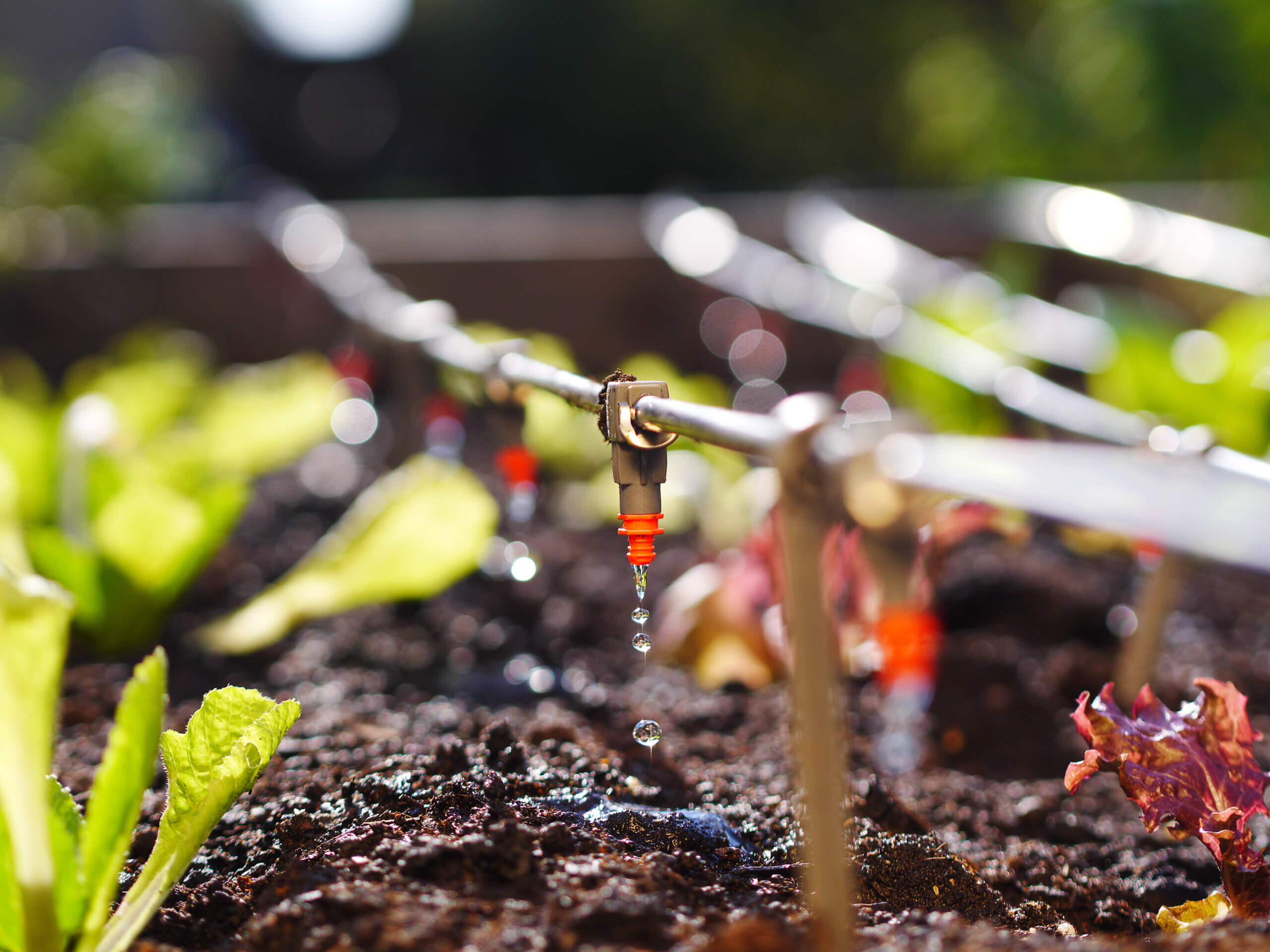 photo shows irrigation system in raised garden bed