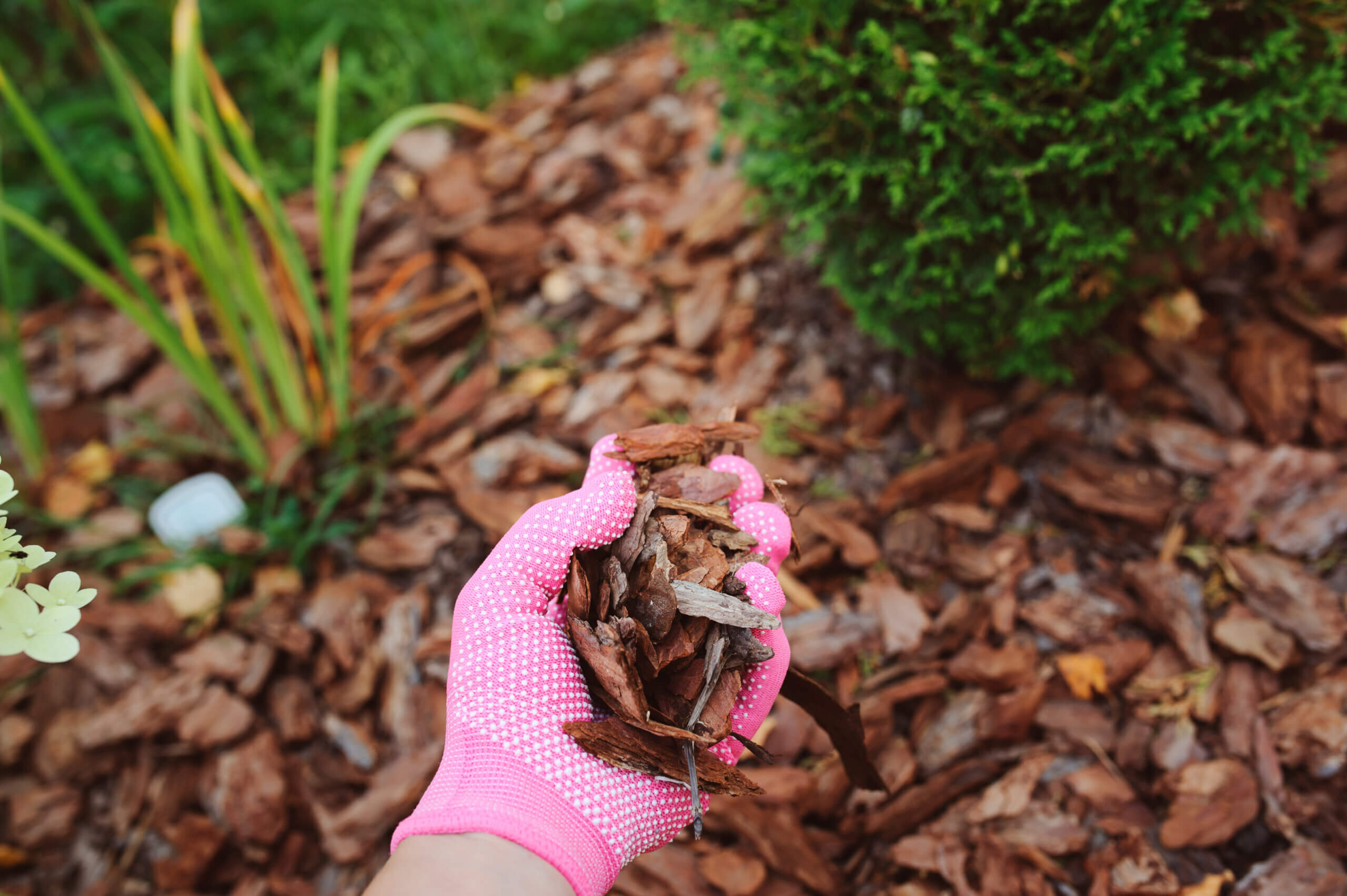 mulching garden beds with pine bark pieces