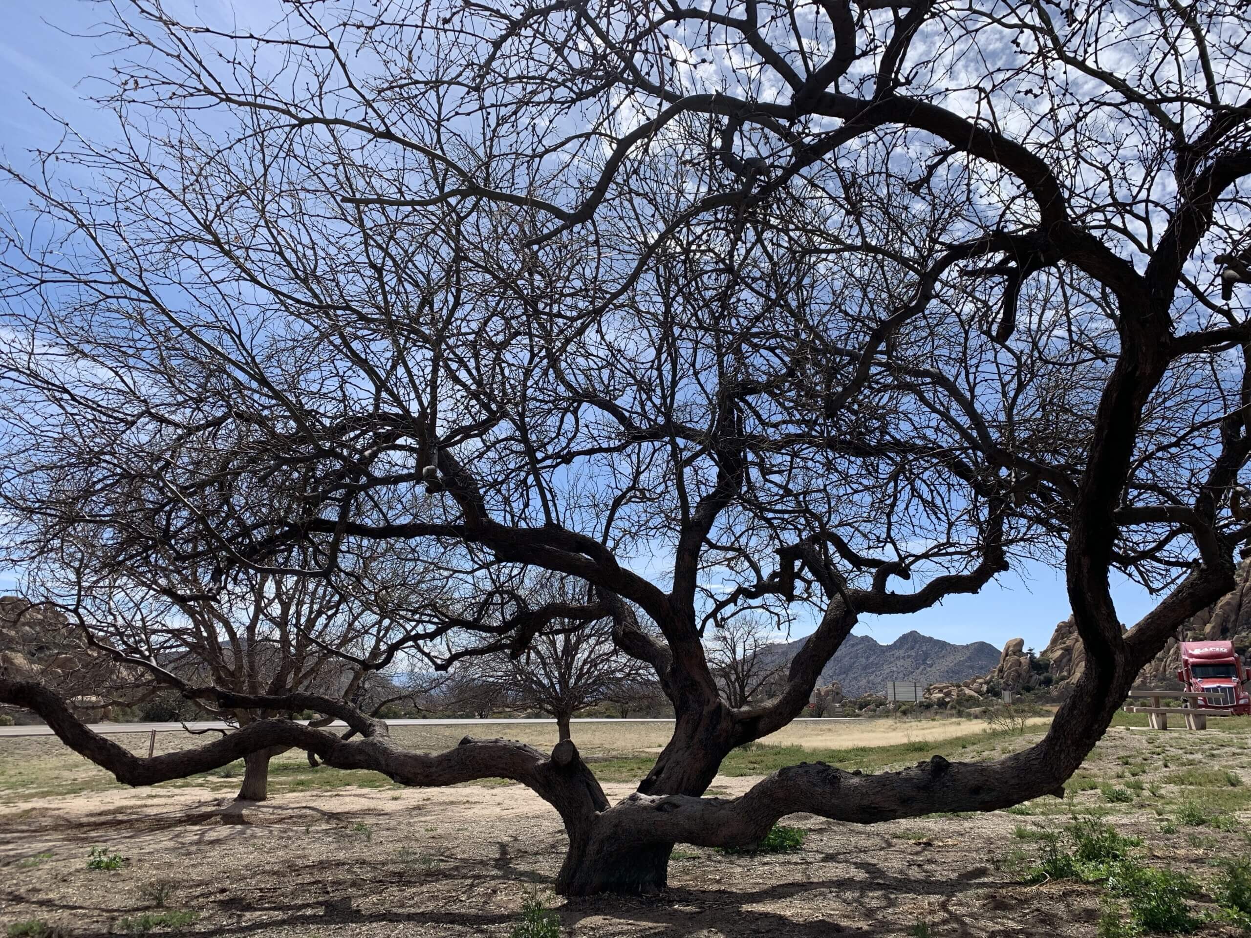 big and old mesquite tree against a blue and cloudy sky