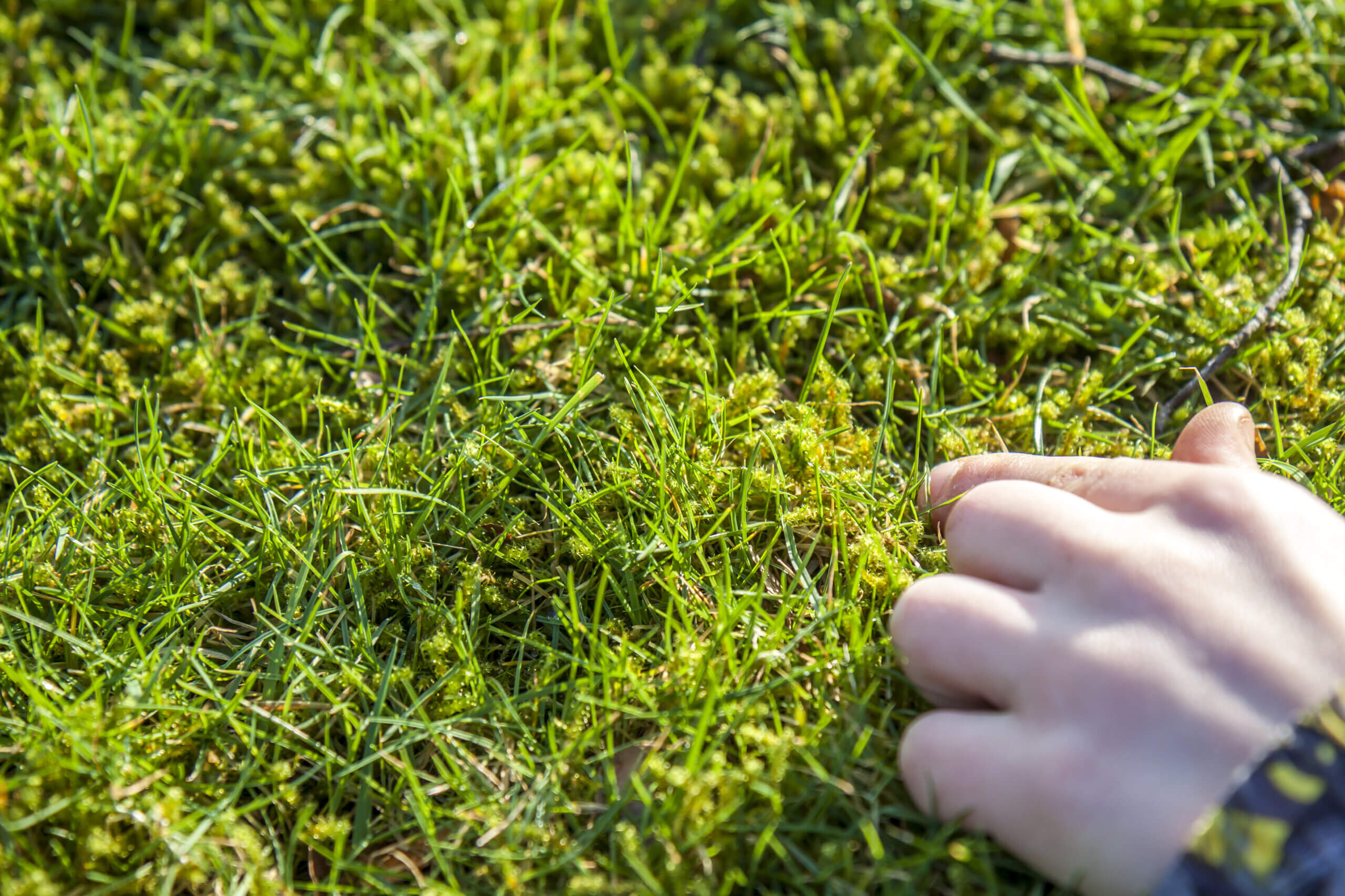 Boy showing the growing moss amongst the green lawn