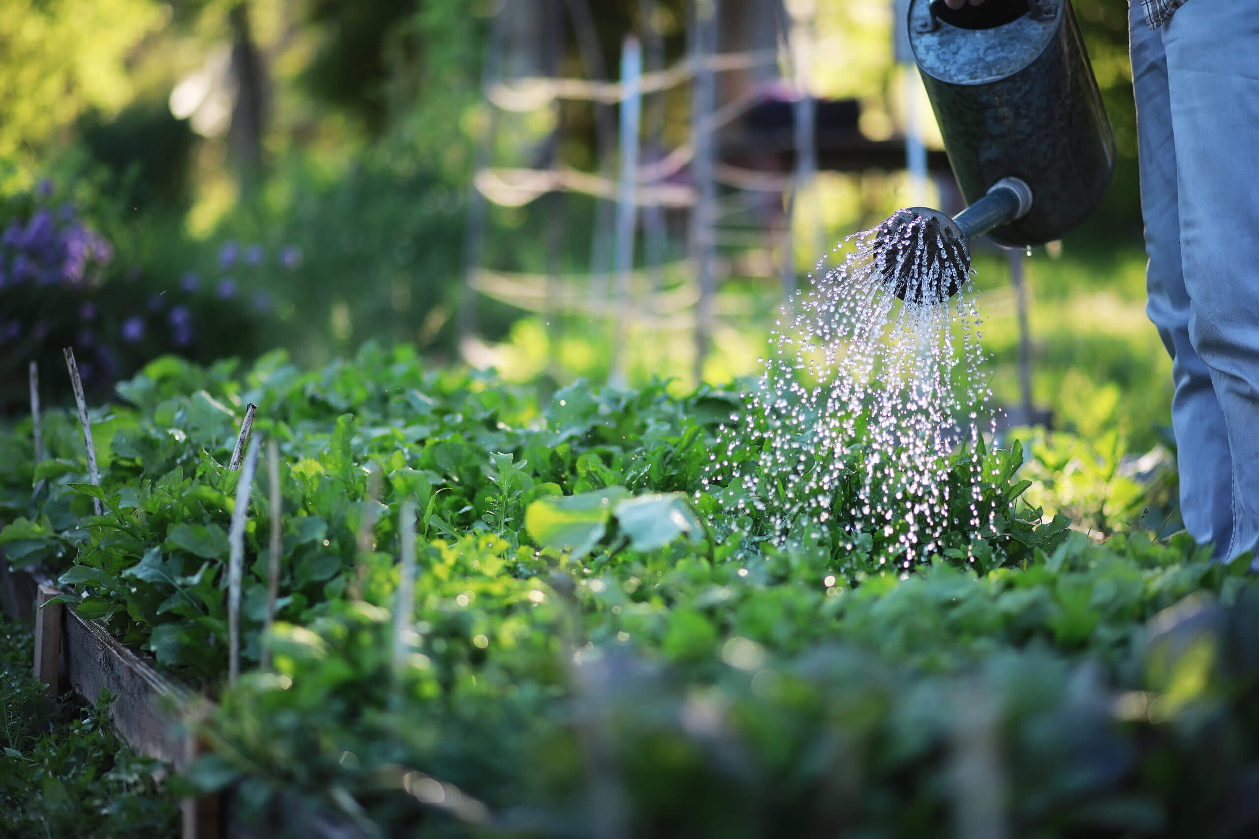 Man farmer watering a vegetable garden in the evening at sunset