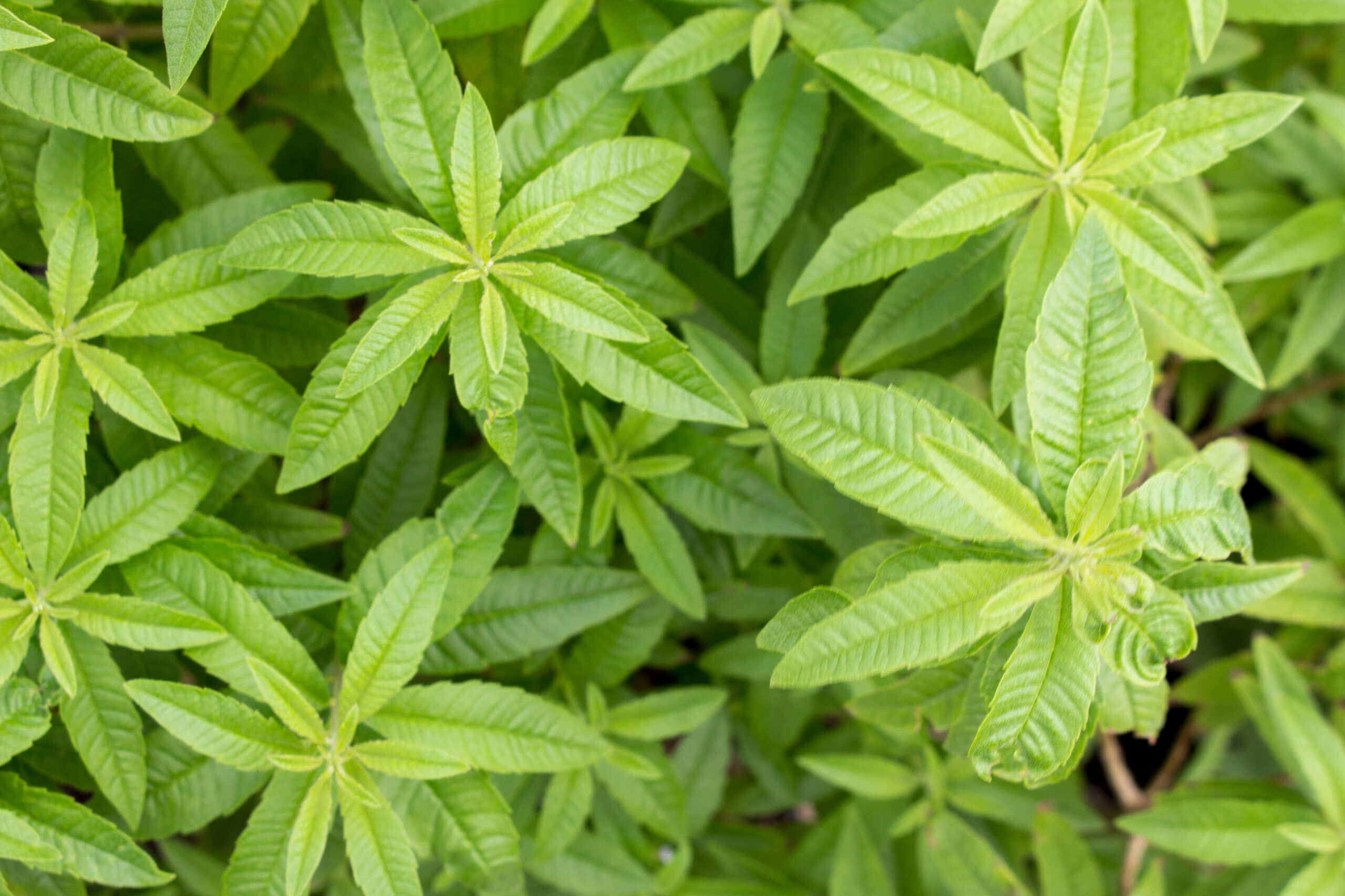 Lemon verbena - Aloysia triphylla, Lippia citirodora, Aloysia citriodora, Aloysia citrodora