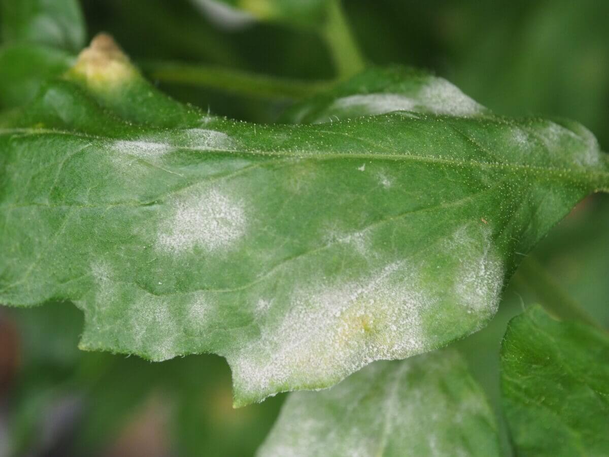 powdery mildew in tomato.