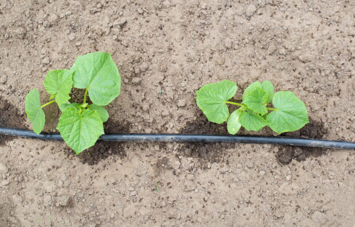 Plants get water using modern irrigation system drip irrigation, watering cucumber plants, industry, technology