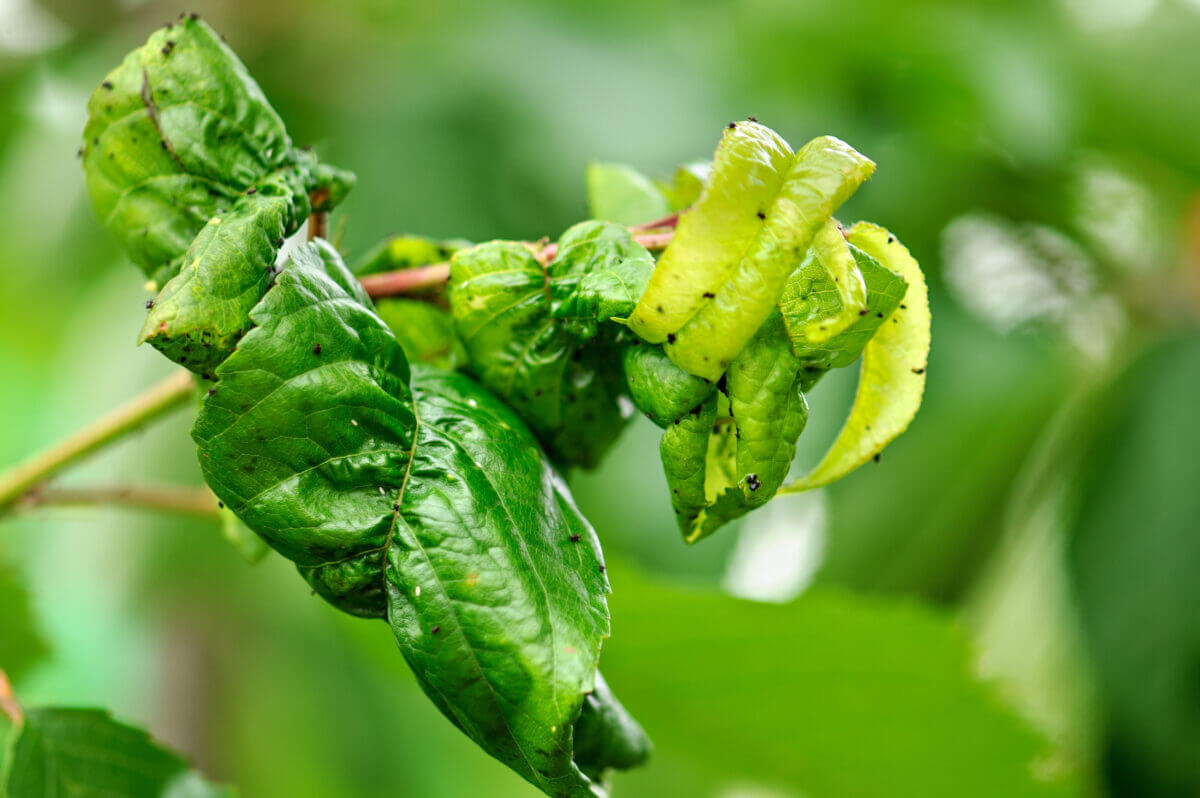 Fruit tree leaves are damaged by insects. The leaves were damaged with the help of ants, insect eggs, insect larvae and other pests of plants. 
Dry, twisted leaves.