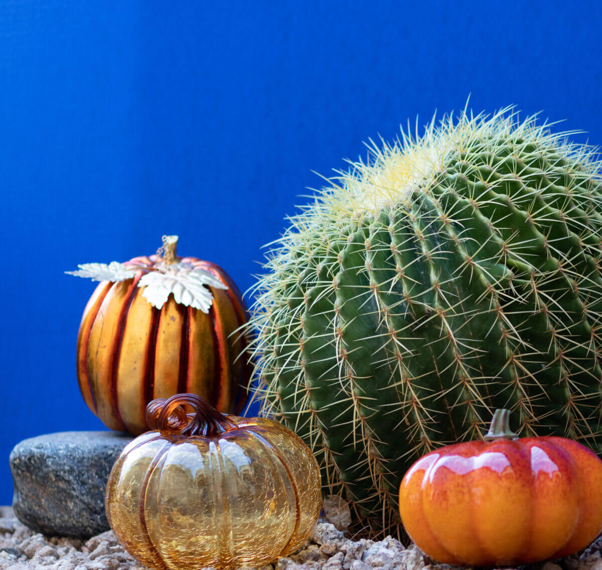 Holiday in the desert with the catcus