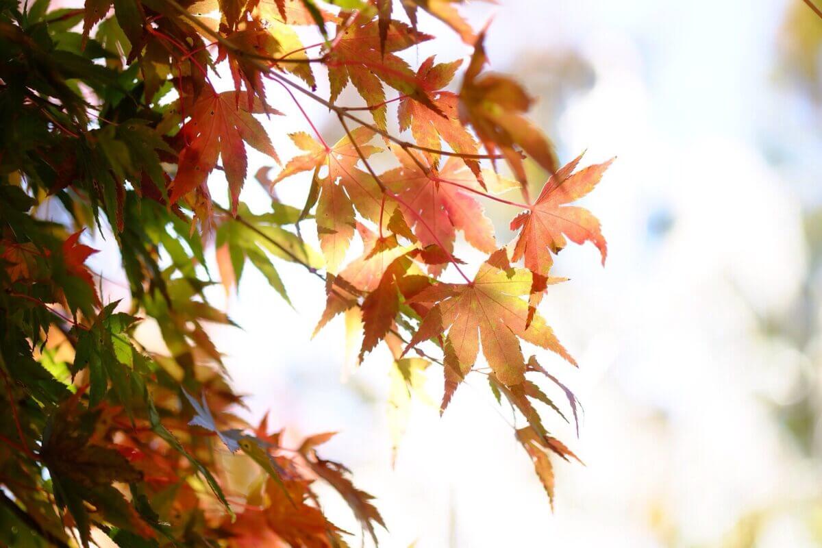 Leaves Of Tree In Park During Autumn