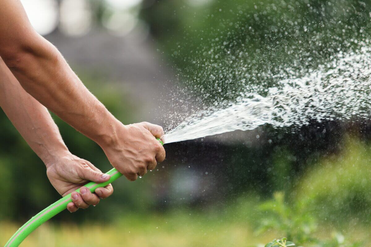 Man watering the garden from hose on sunny day.