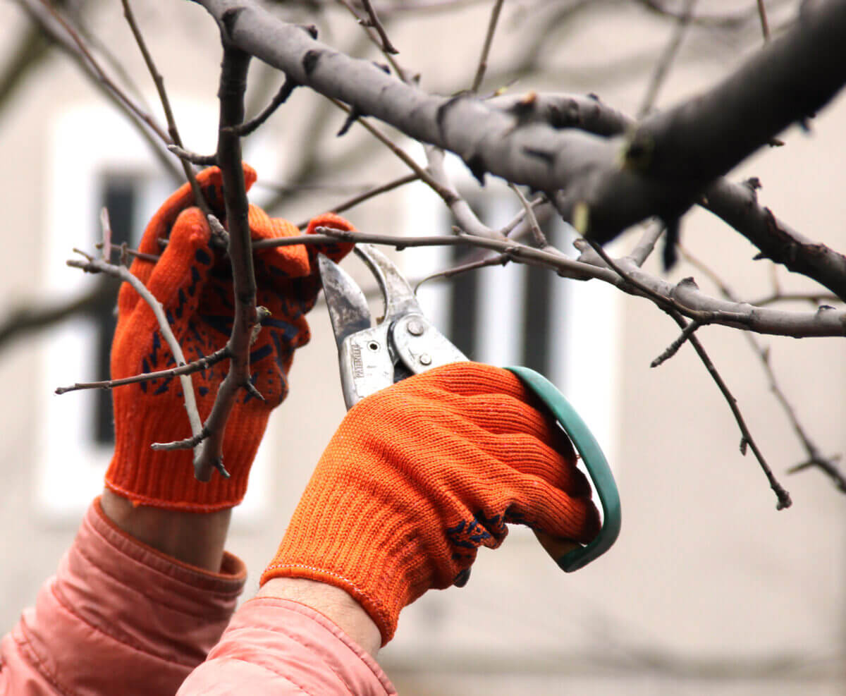 pruning trees