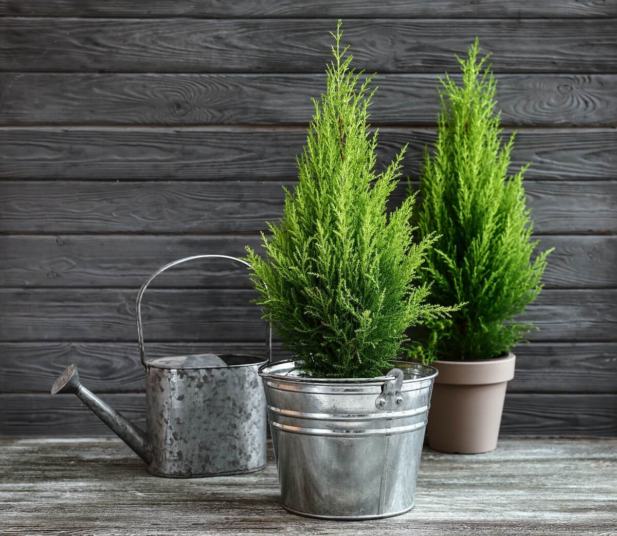 Lemon cypress tree plants and watering can on wooden background