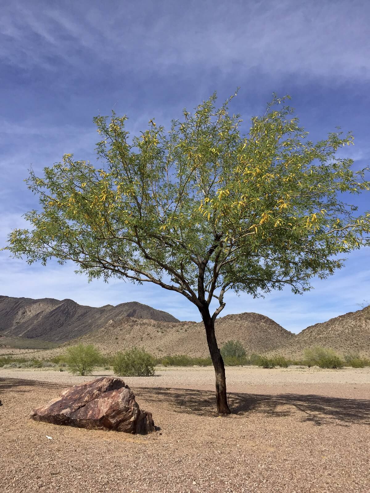Flowering Mesquite tree in Arizona mountain desert in spring time