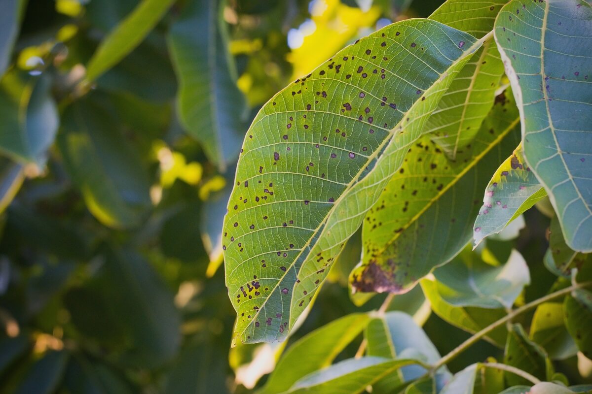 Walnut anthracnose or walnut black spot - Gnomonia (Ophiognomoni