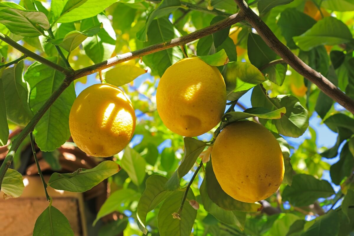 Ripe juicy lemons on the tree