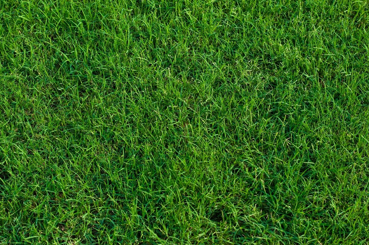Green landscaped bermuda grass background close up.