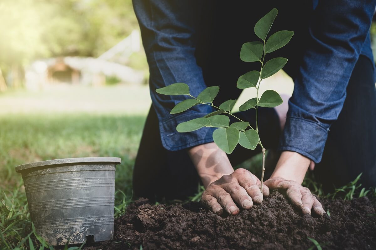 The young man is planting tree in the garden to preserve environment concept, nature, world,ecology and reduce air pollution.