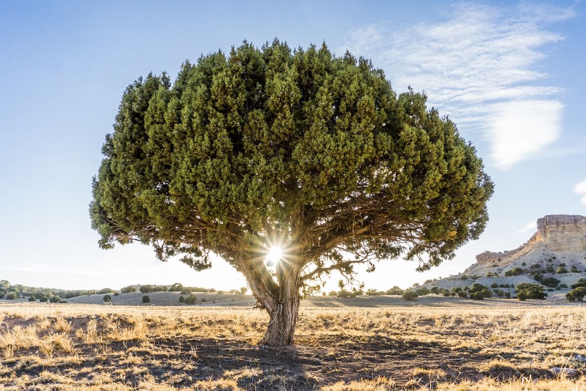 Alone Juniper Tree in the Desert