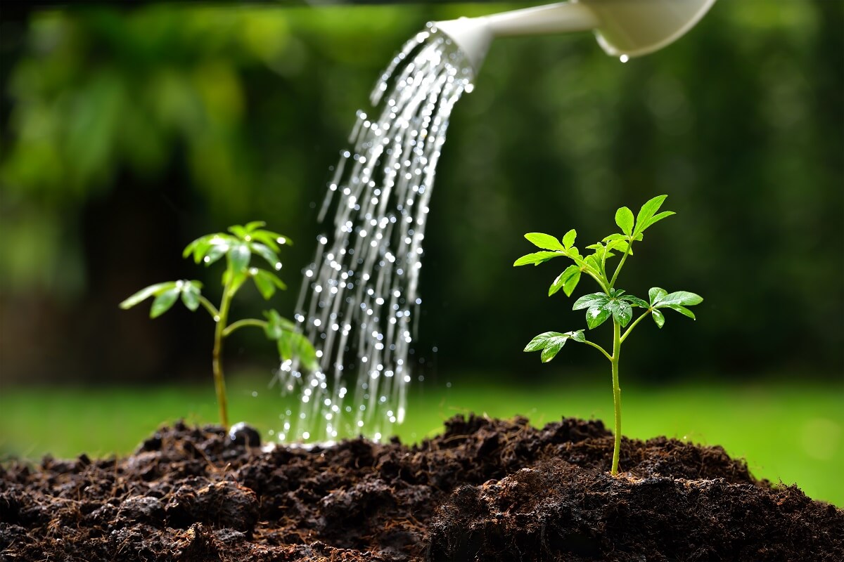 Sprouts watered from a watering can( focus on right plant )